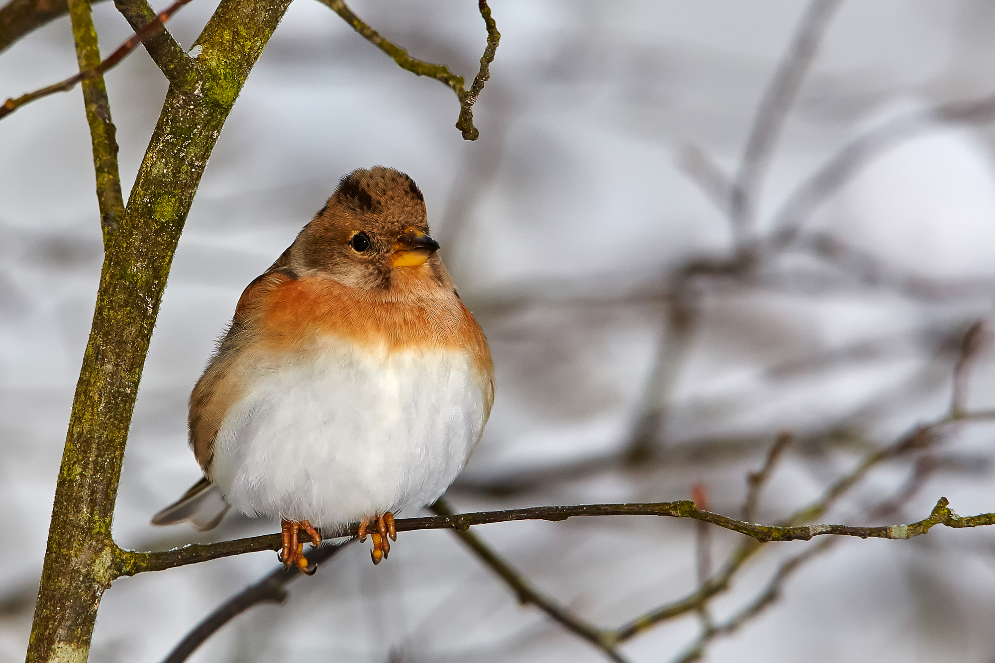 brambling