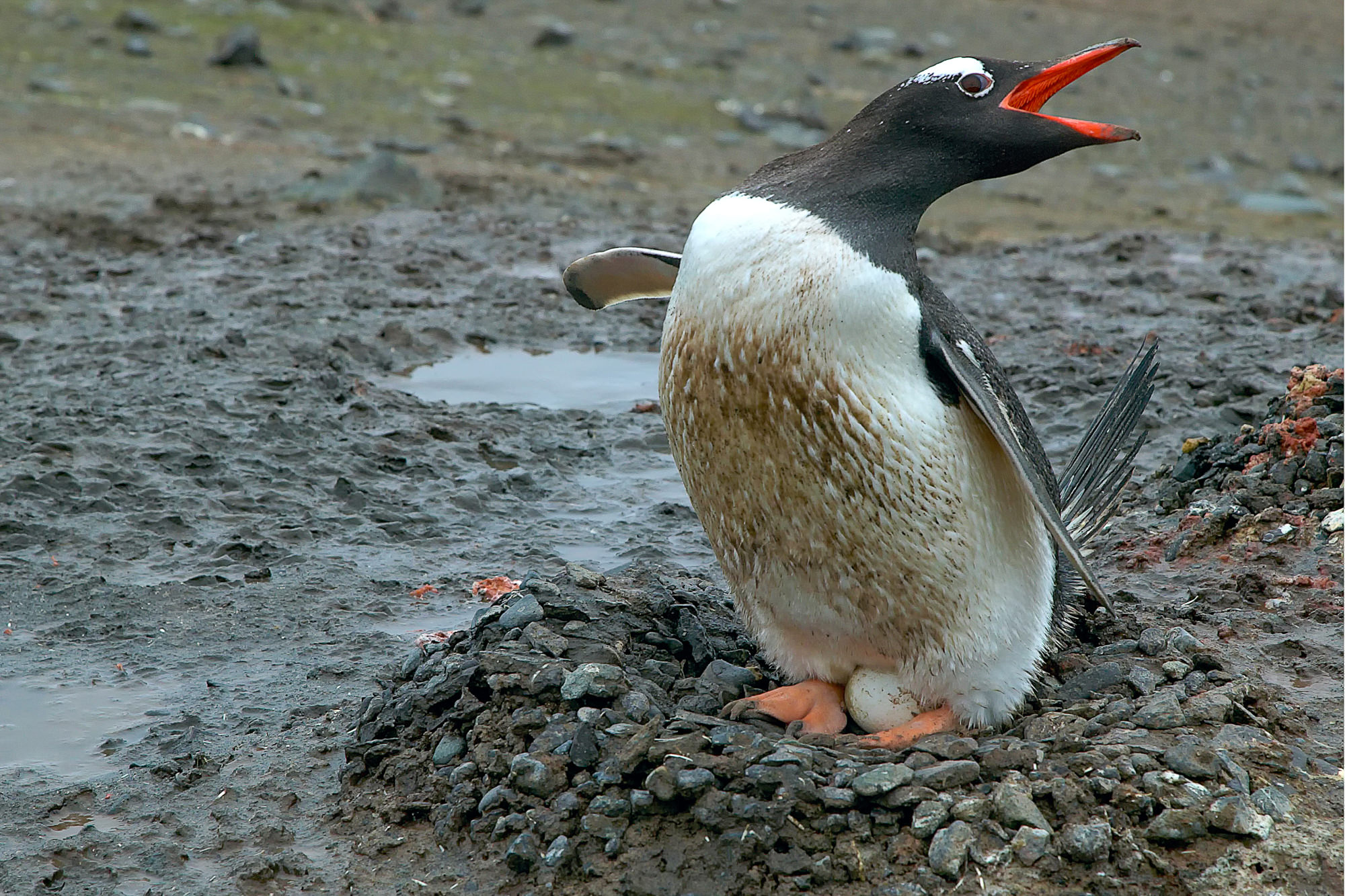 gentoo penguin in its nest