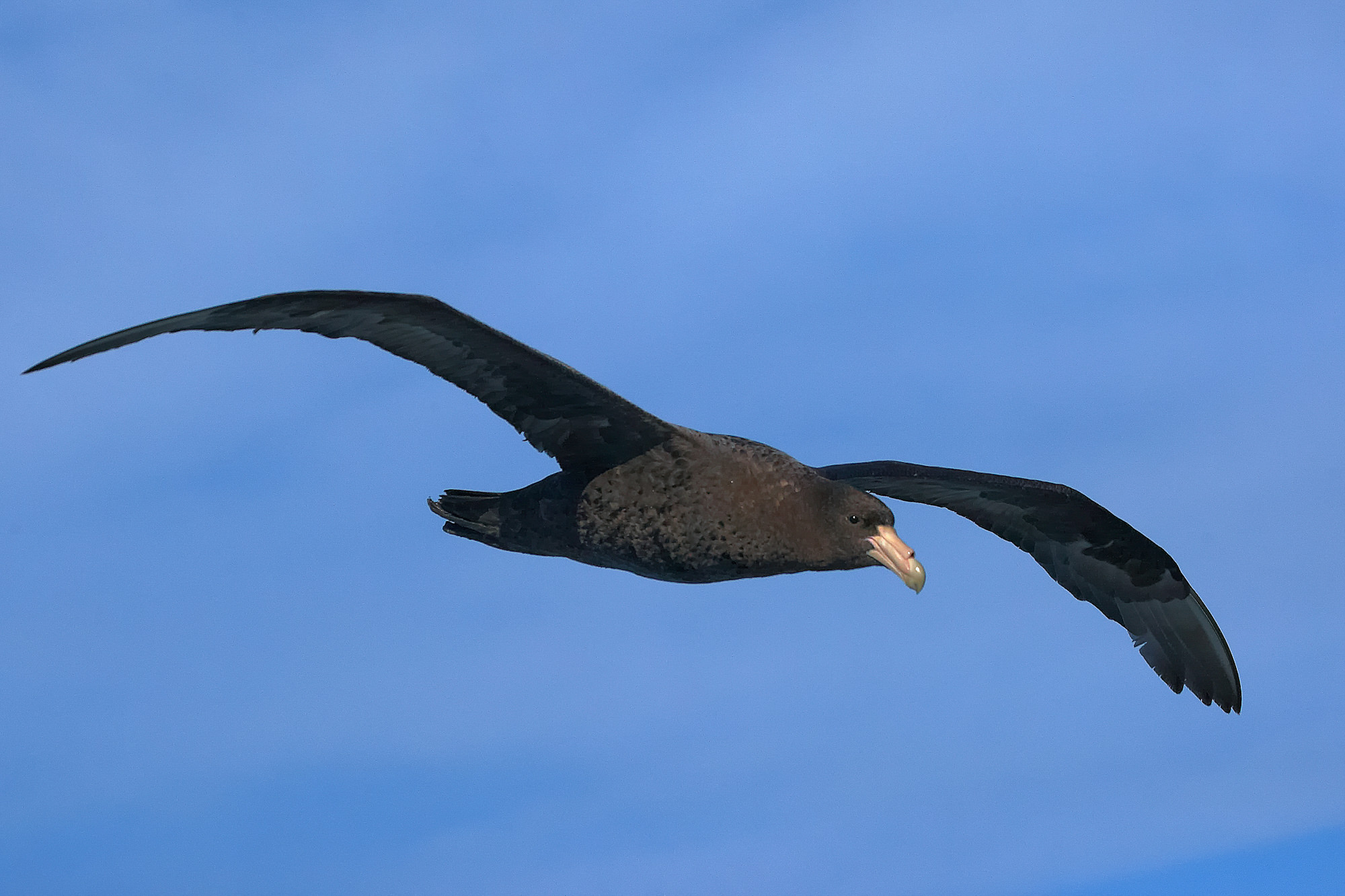 giant petrel