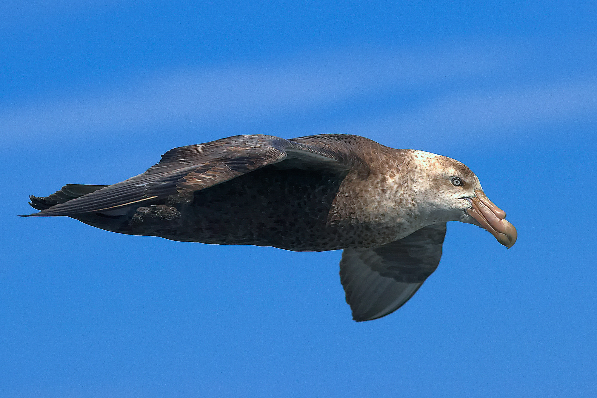 Giant petrel