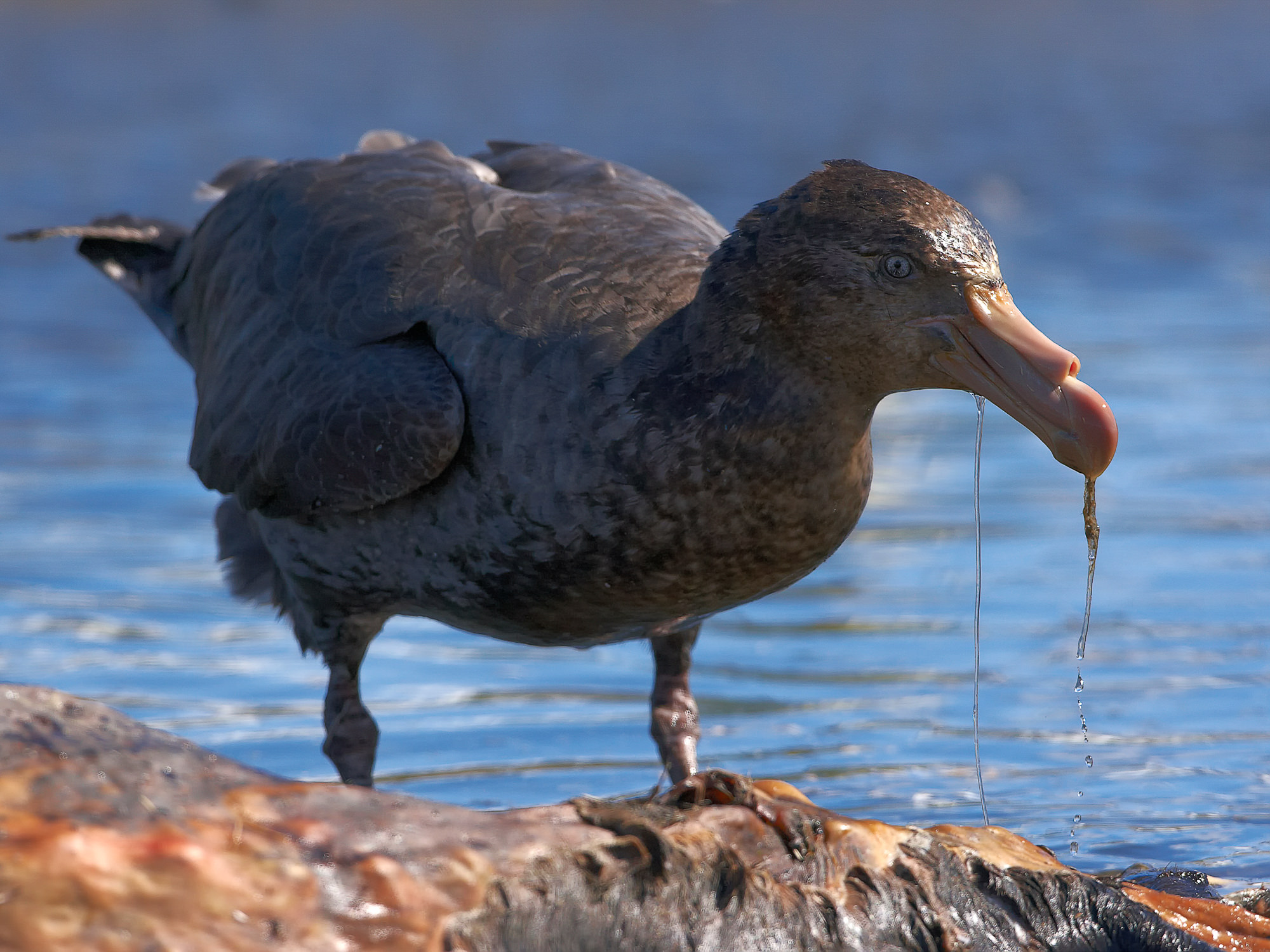giant petrel