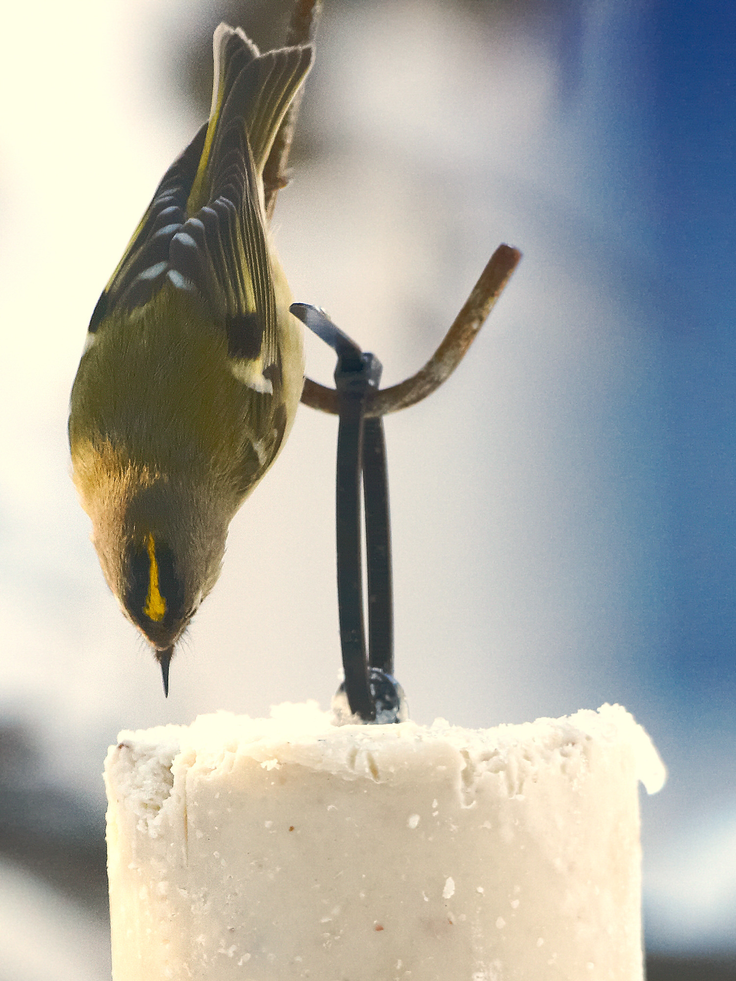 goldcrest