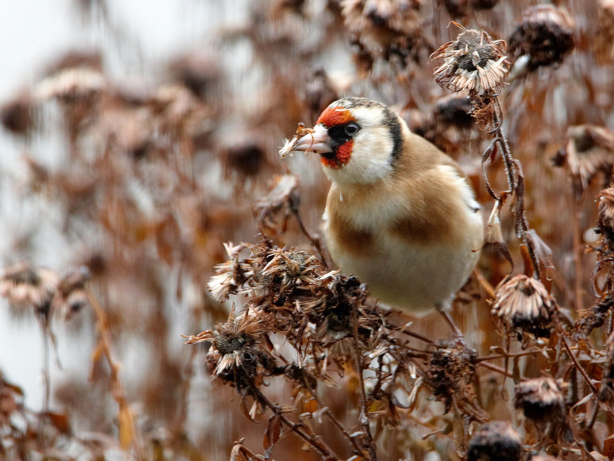goldfinch