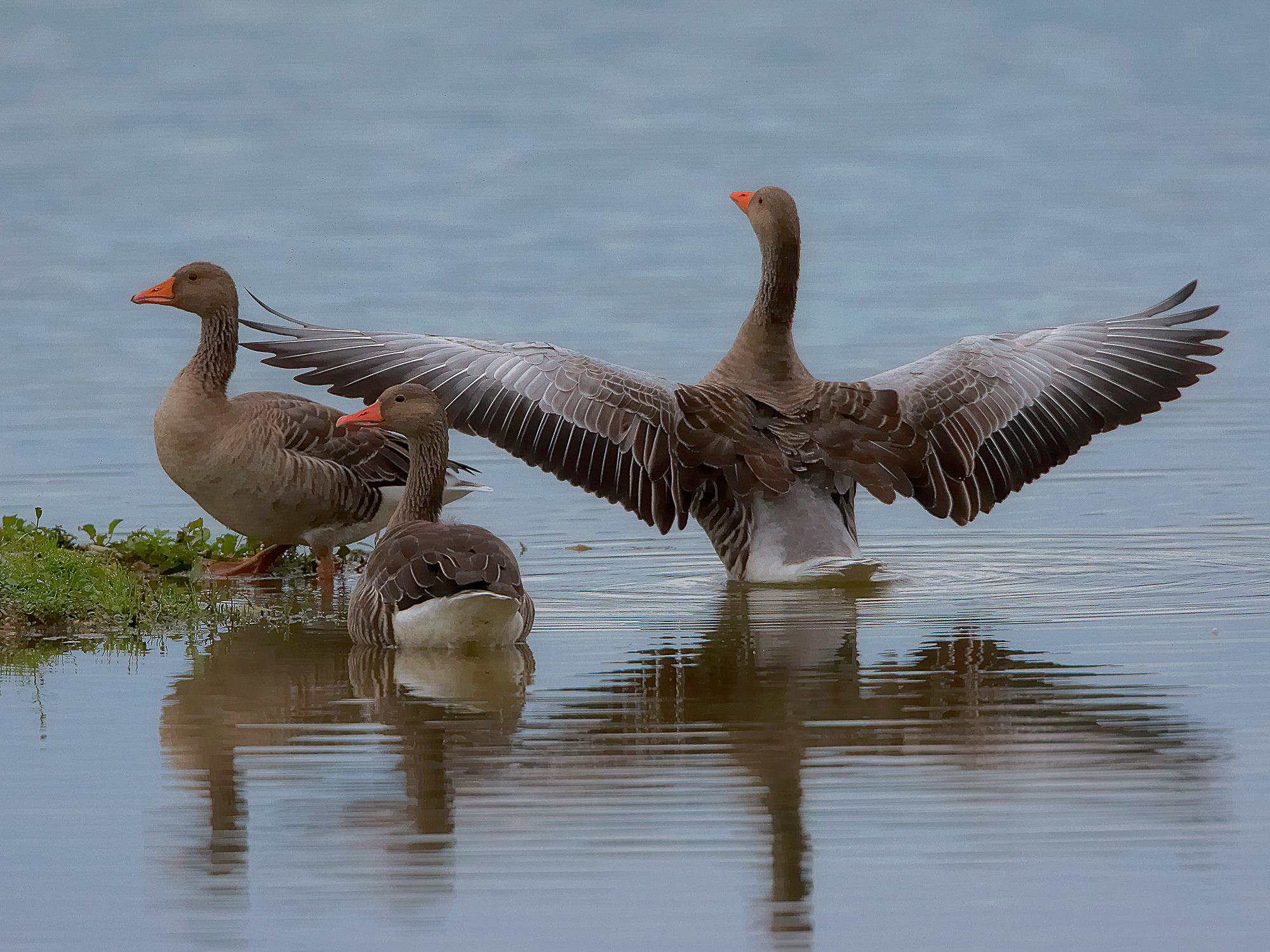 Goose