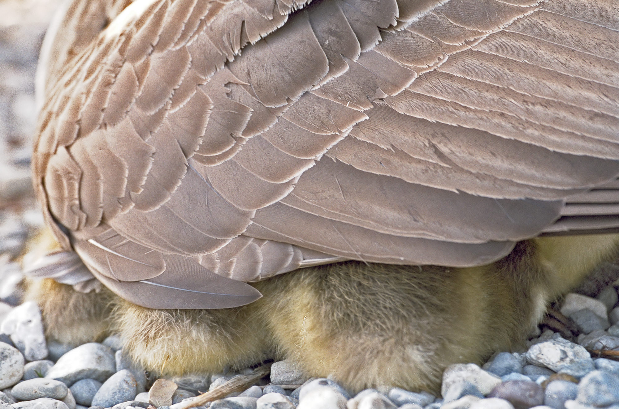 greylag geese