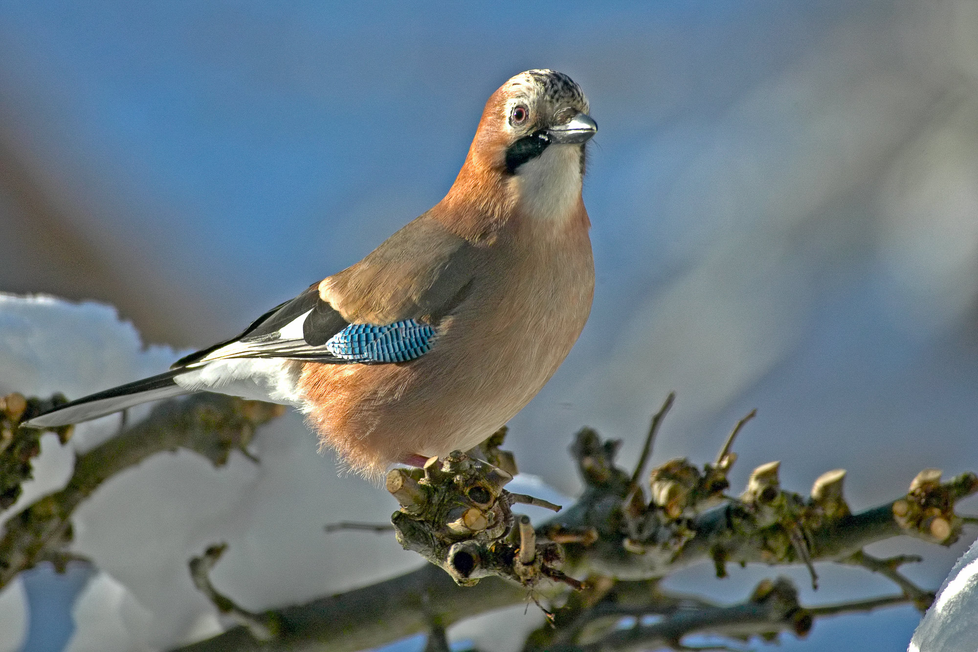 Jay