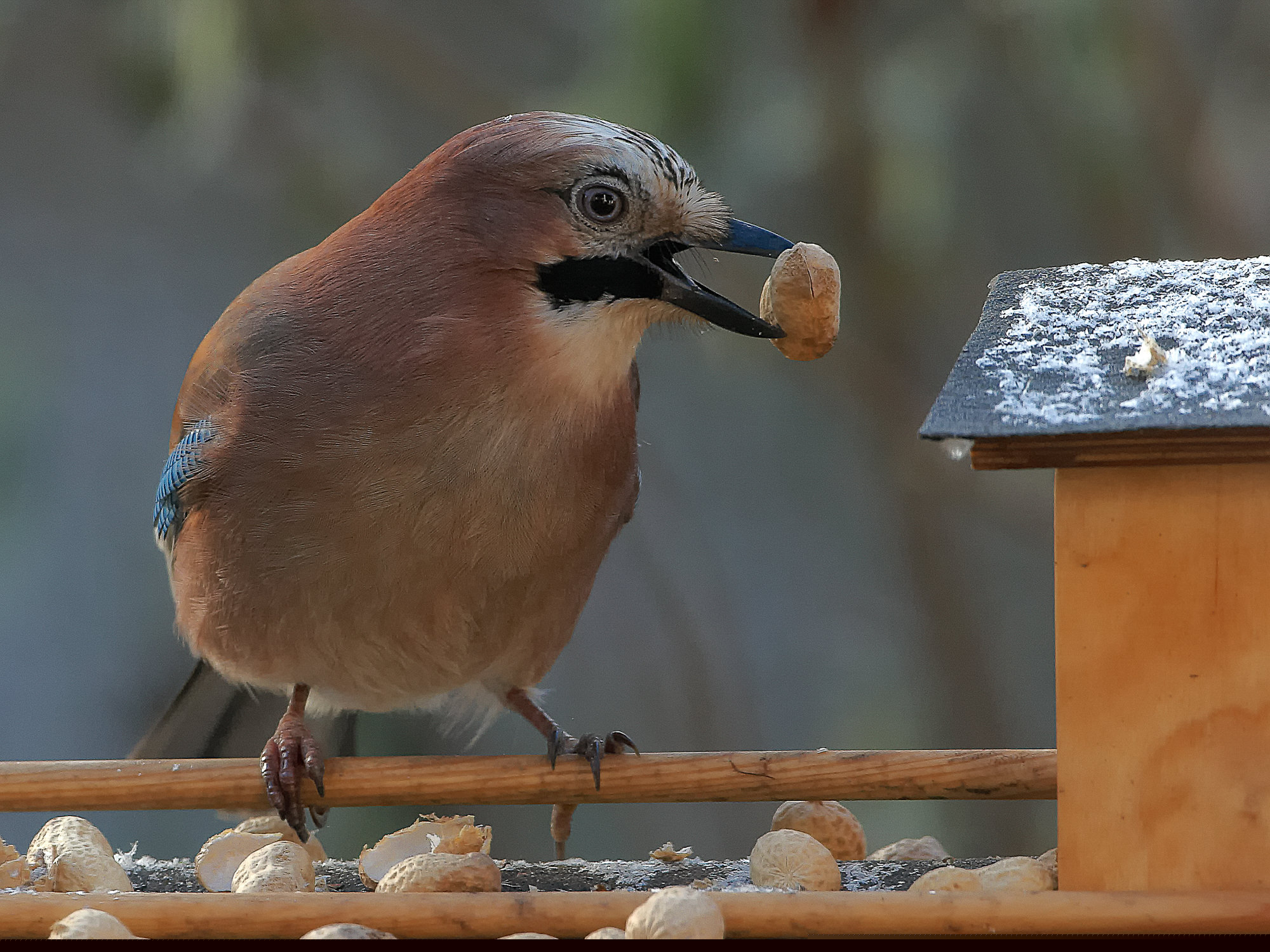 jay