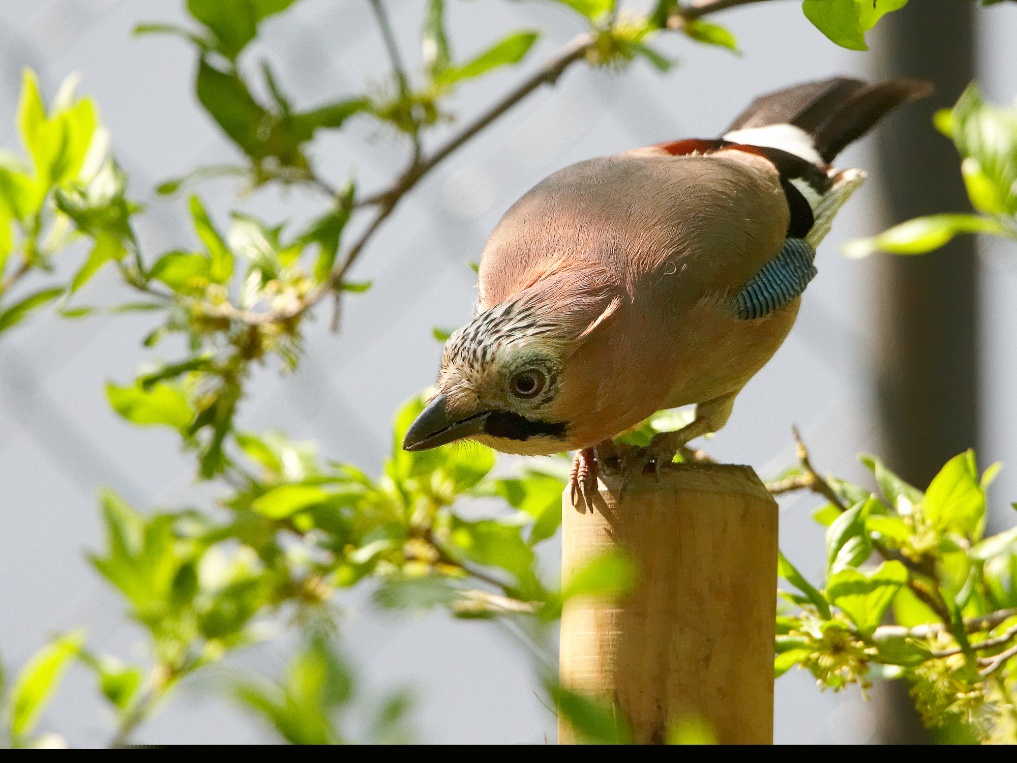 jay