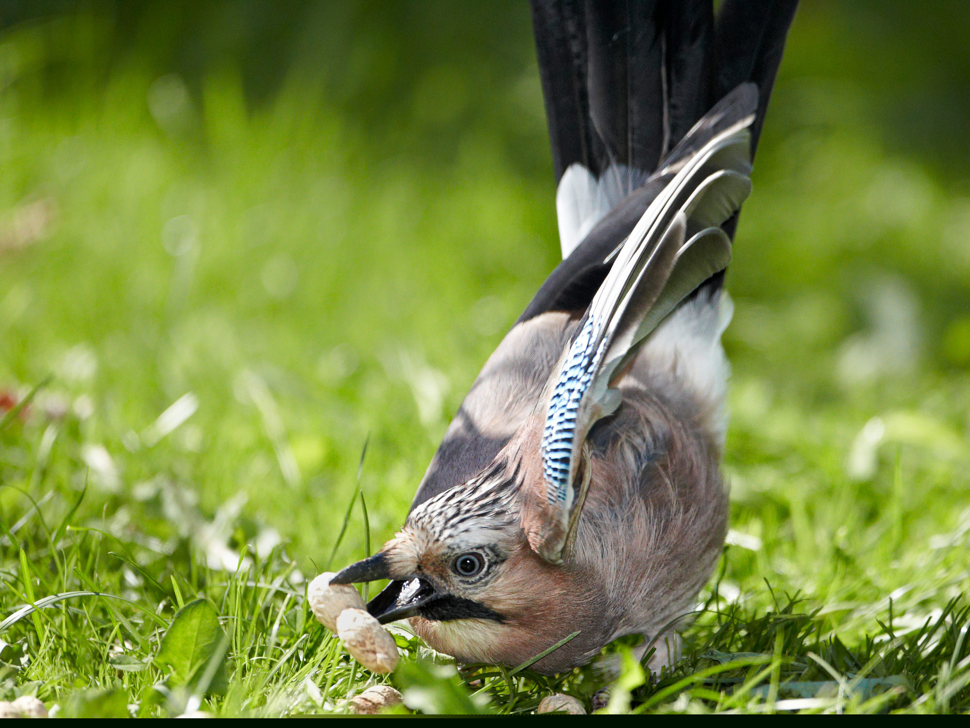 jay