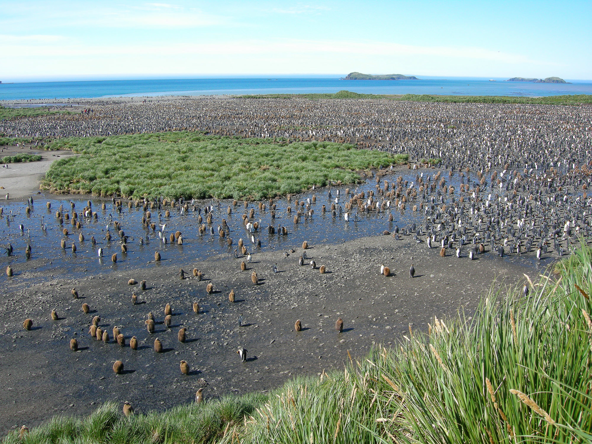King Penguin