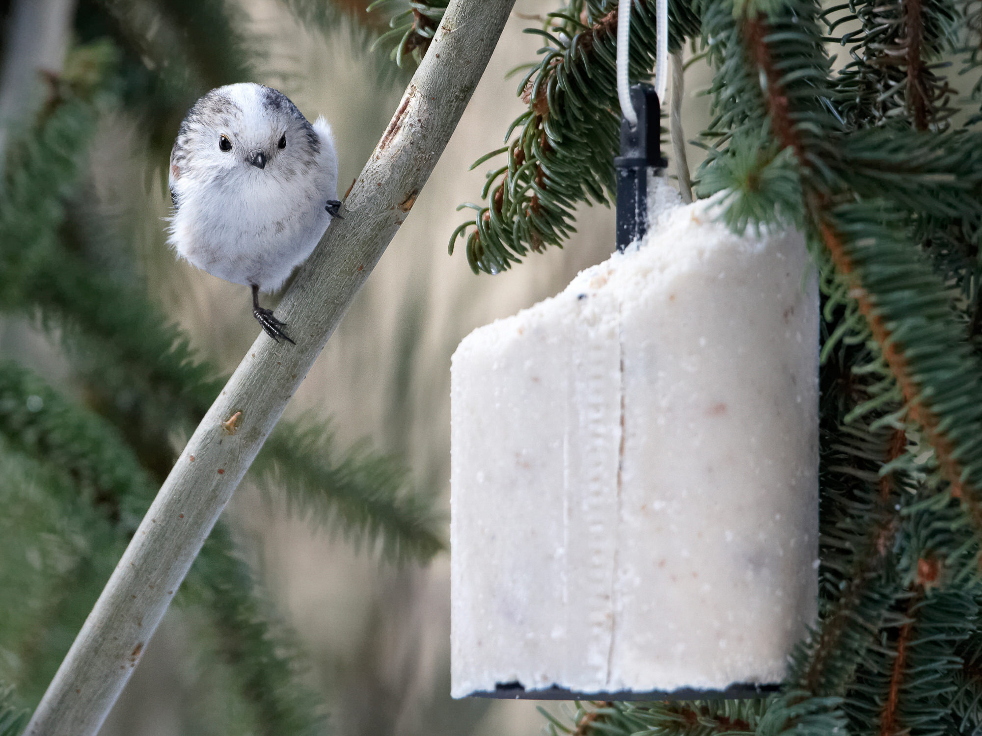long-tailed tit