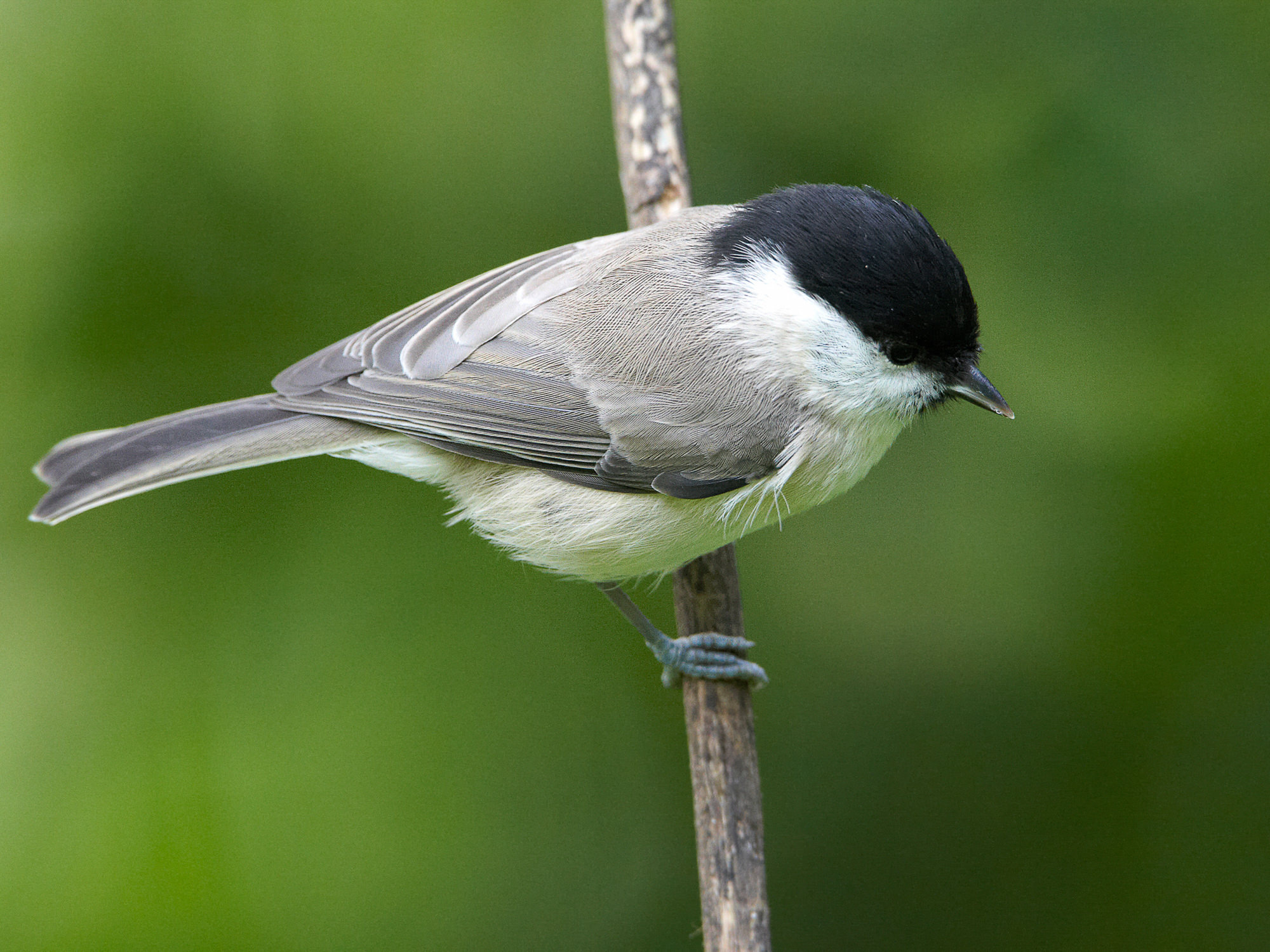 Marsh tit.