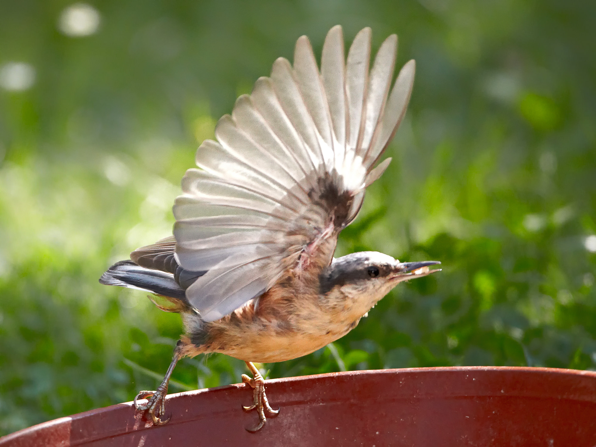 nuthatch