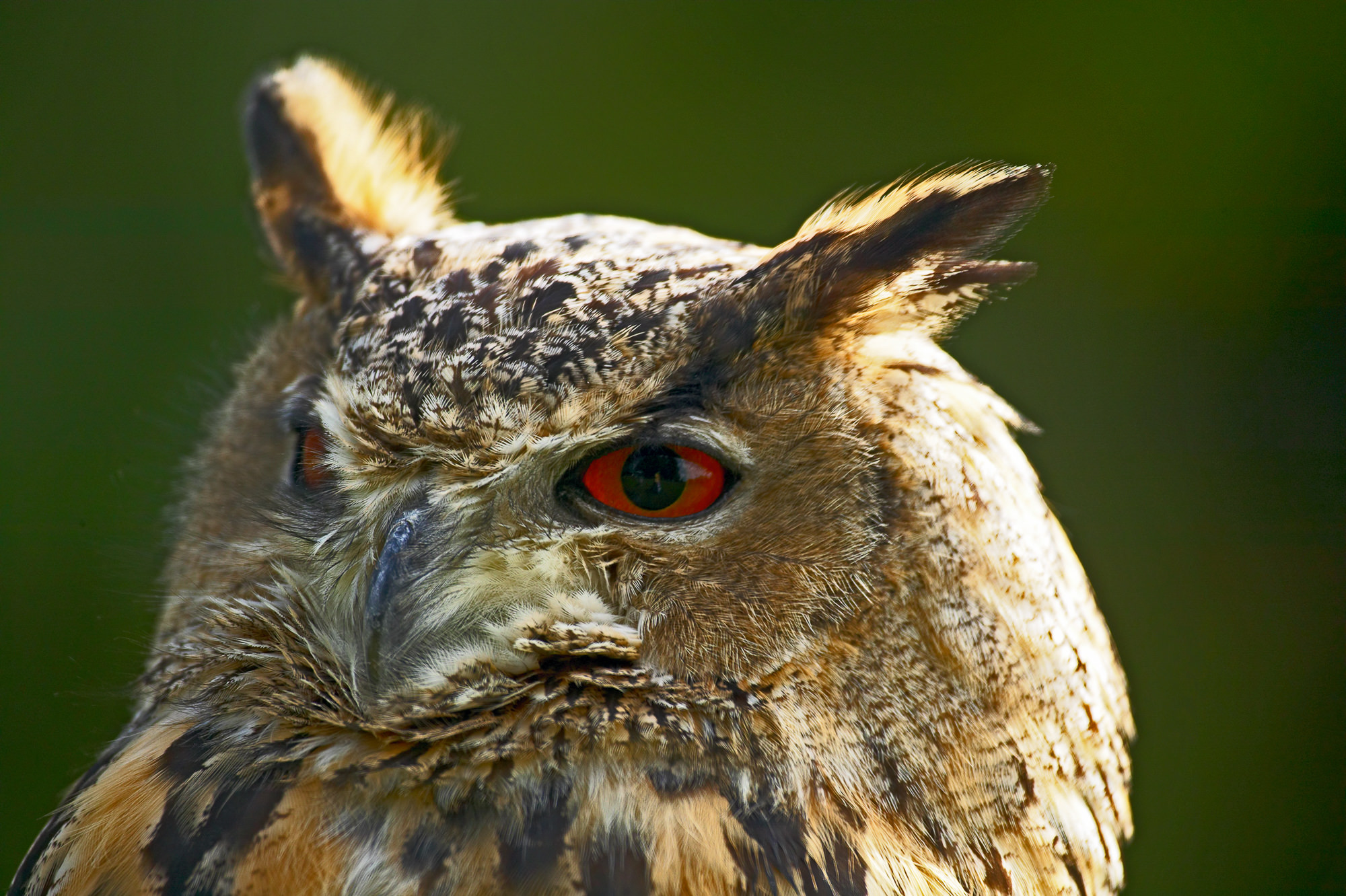 Owl / Eule