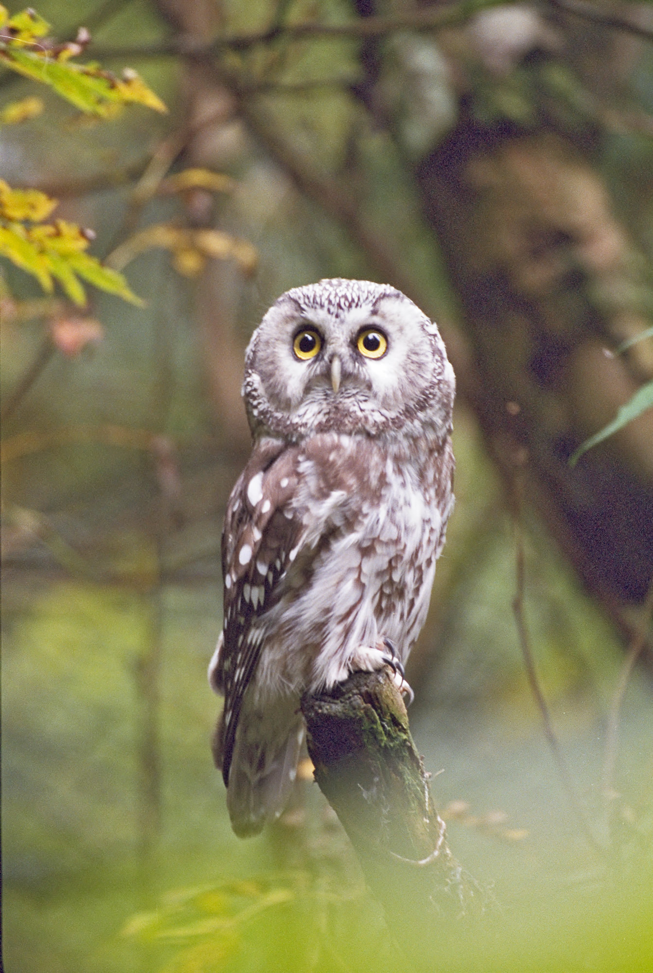 brown owl