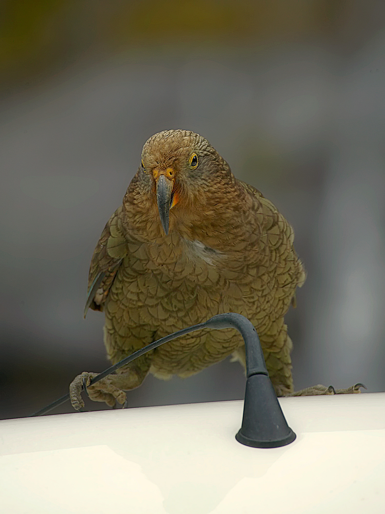 kea plays with car antenna