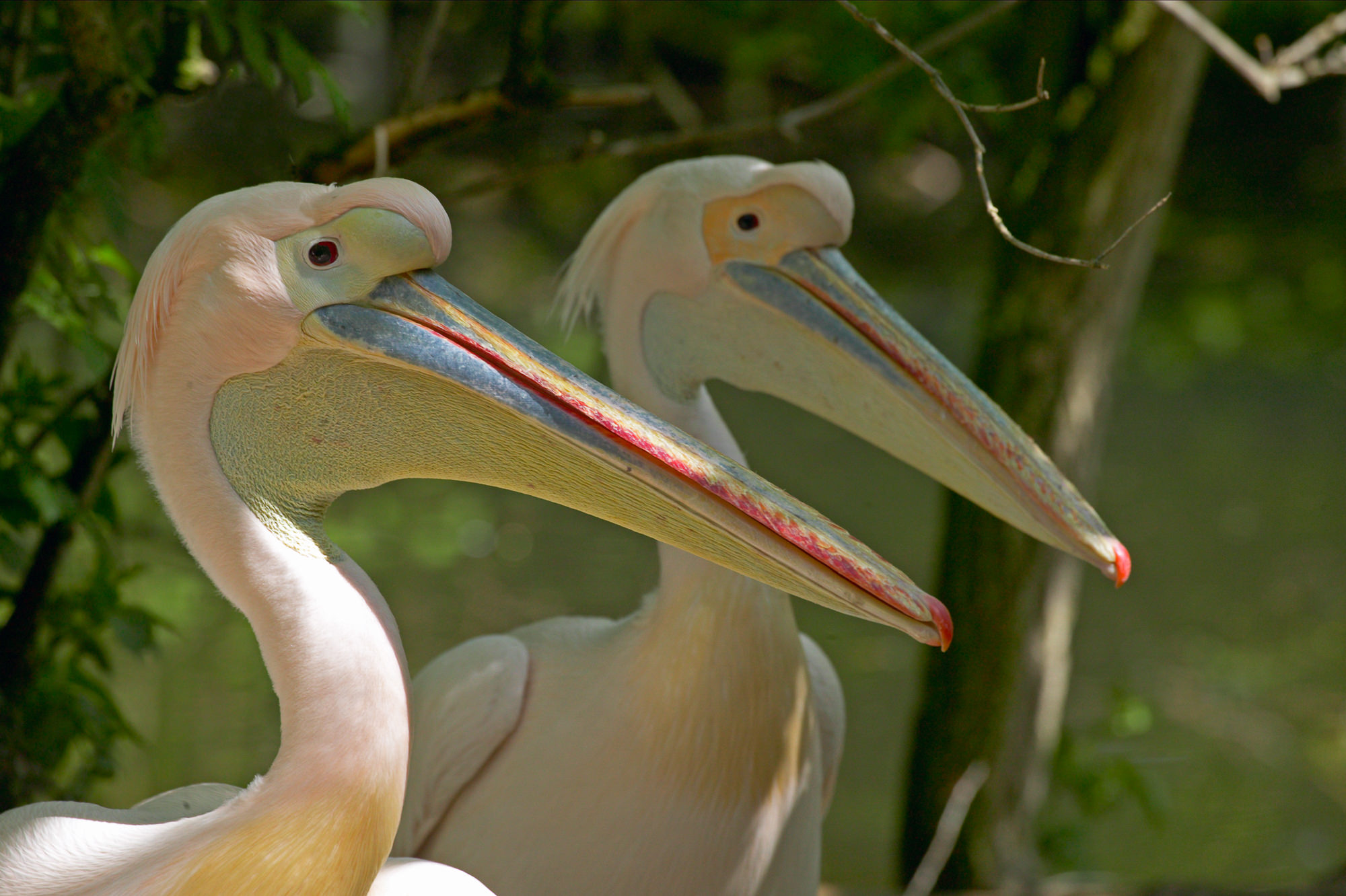 Pelican