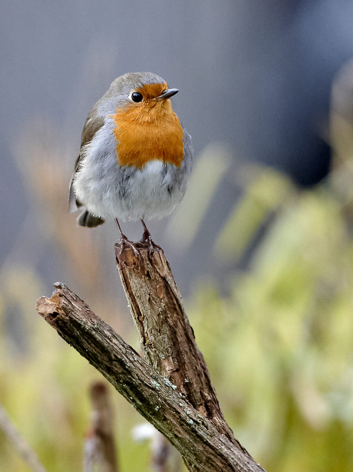 robin