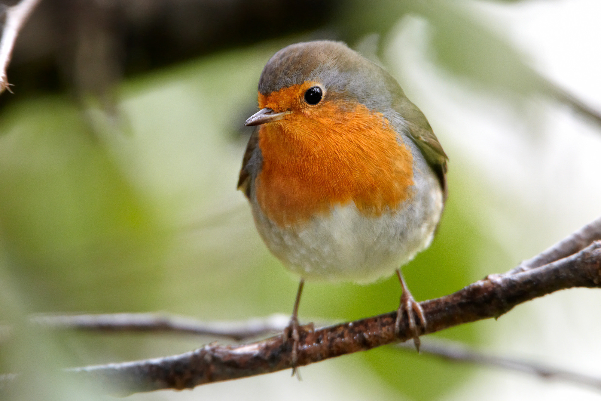 robin