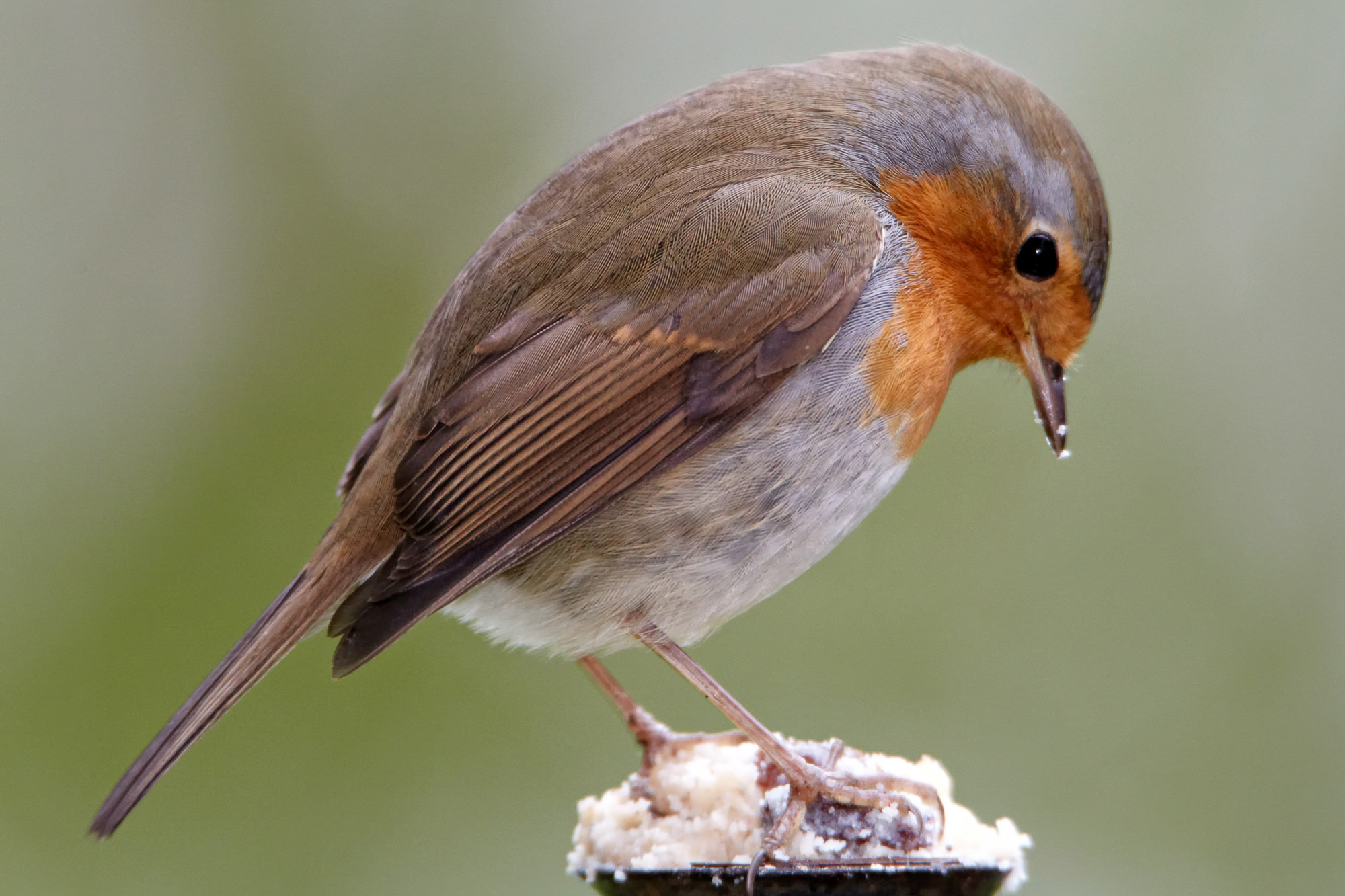 robin