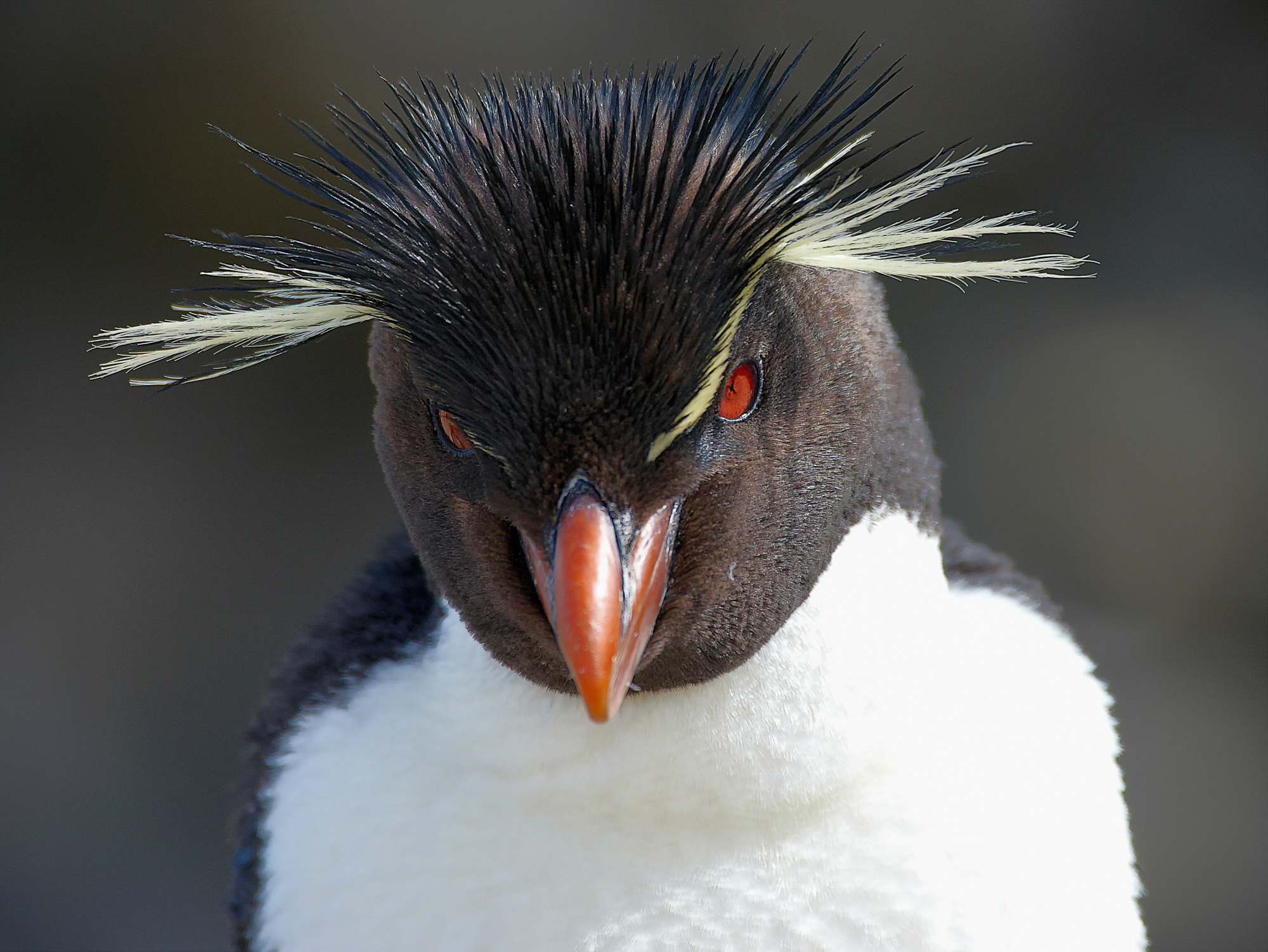 rockhopper penguin