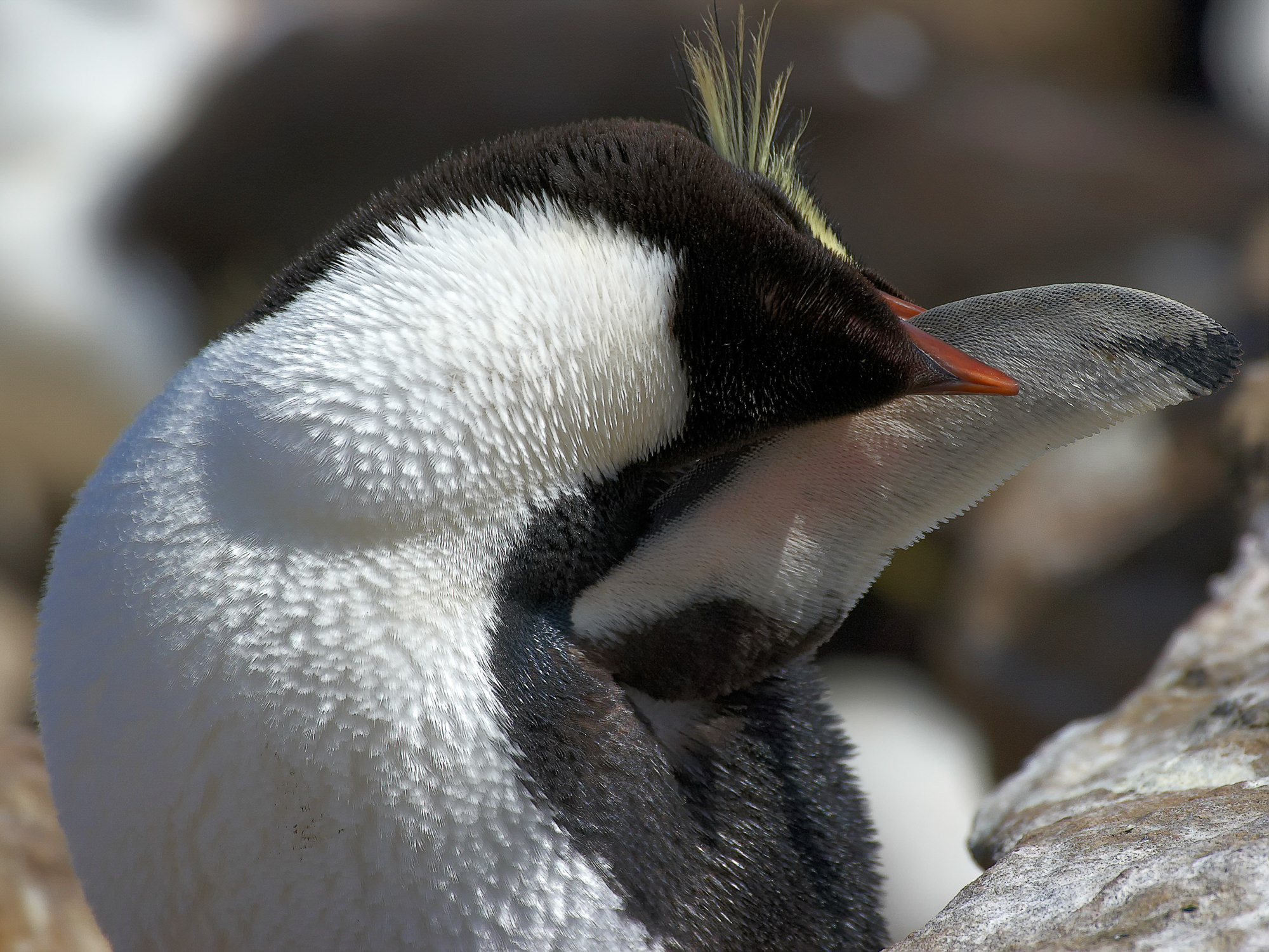 rockhopper penguin