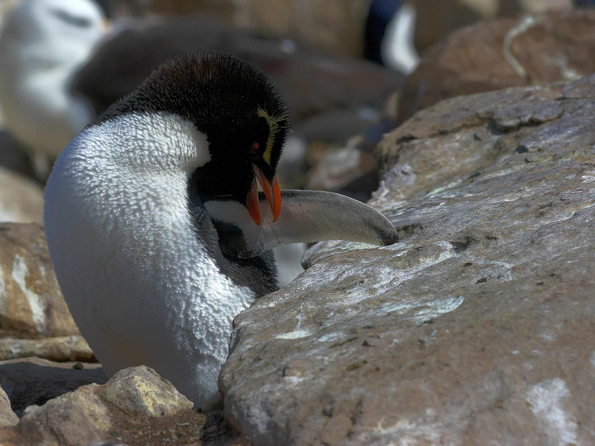 rockhopper penguin