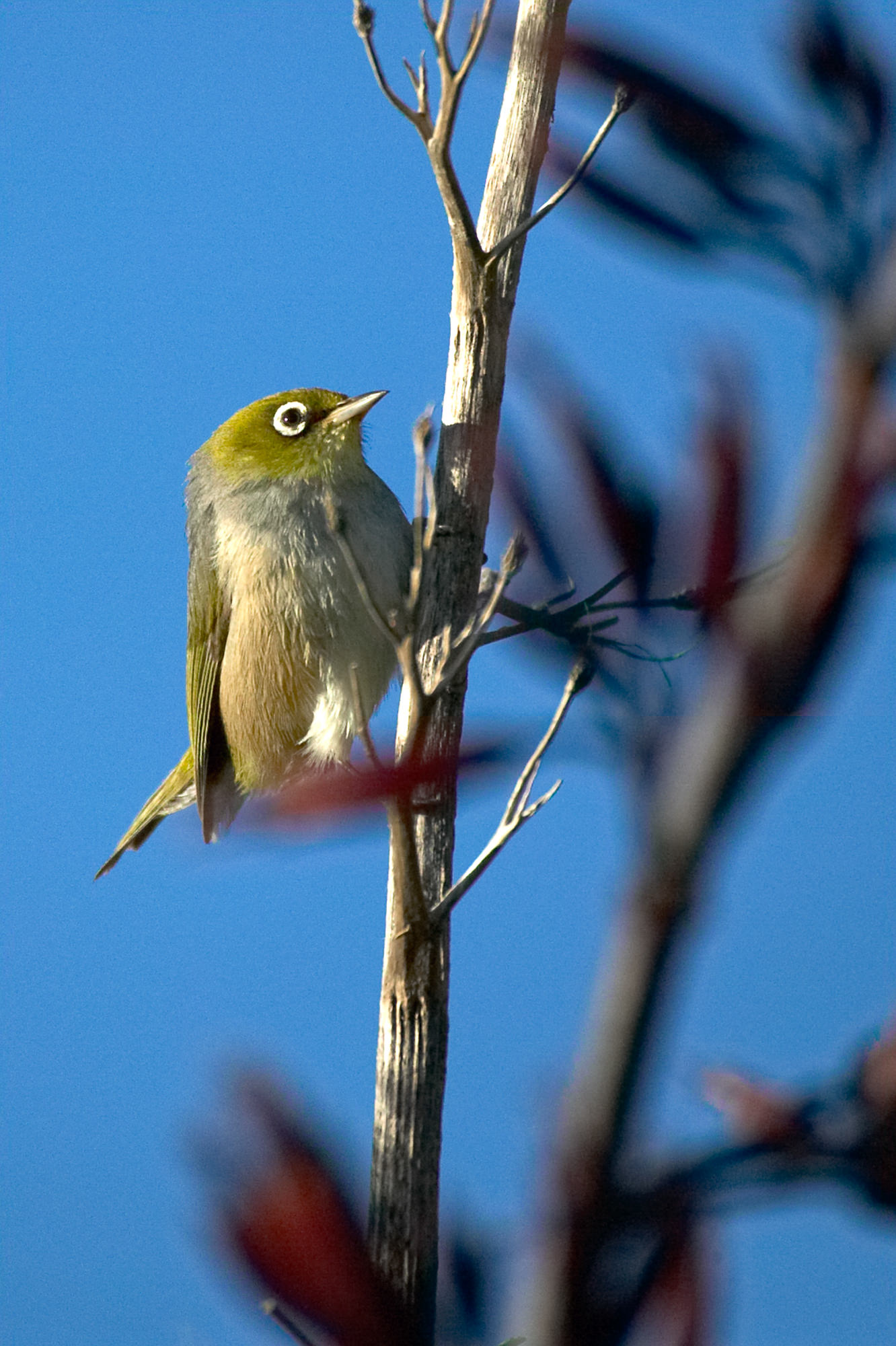 silvereye, New Zealand