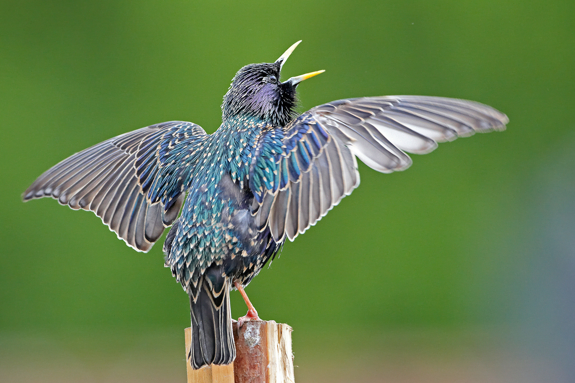 courtship star