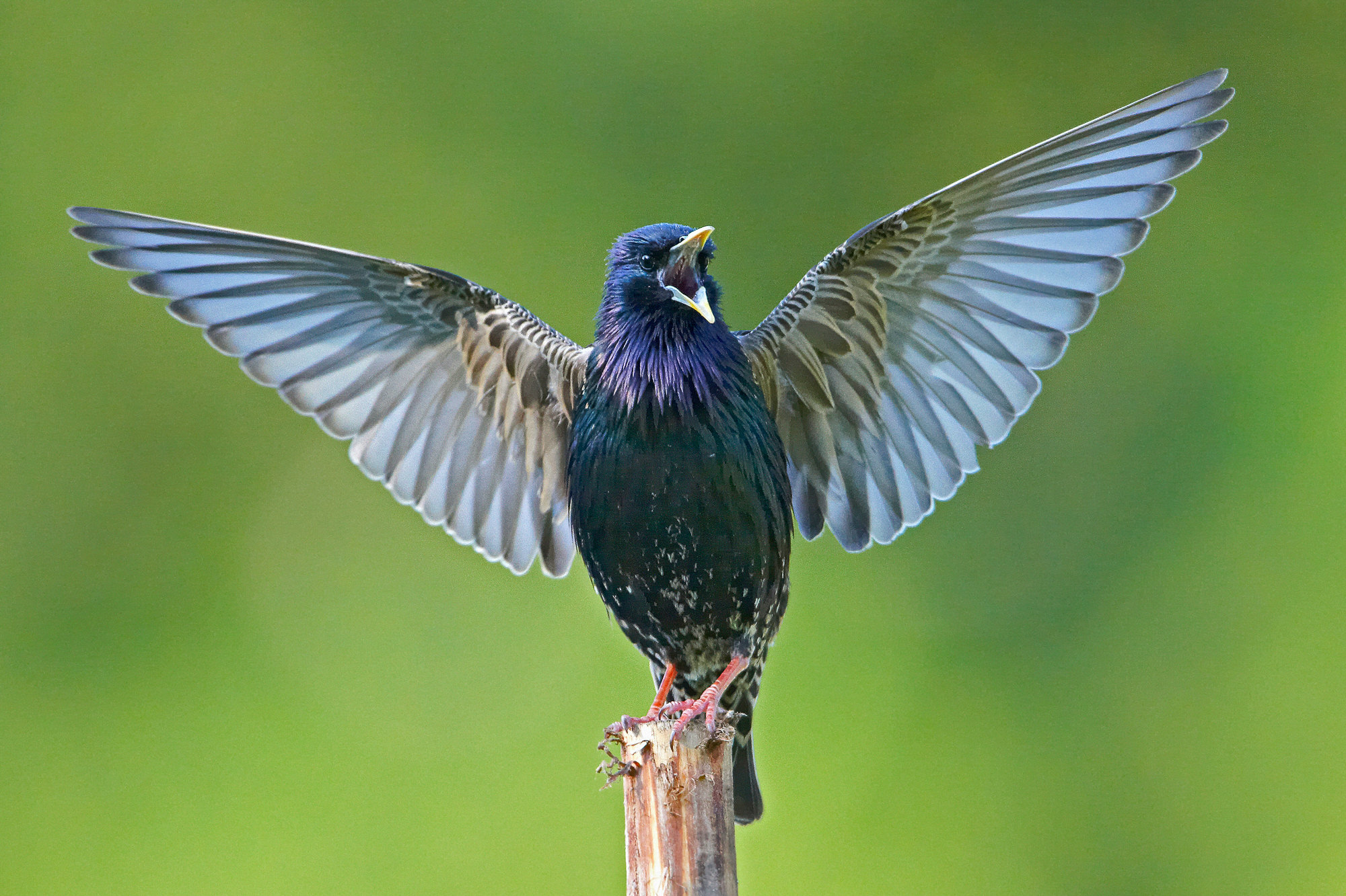 courtship star