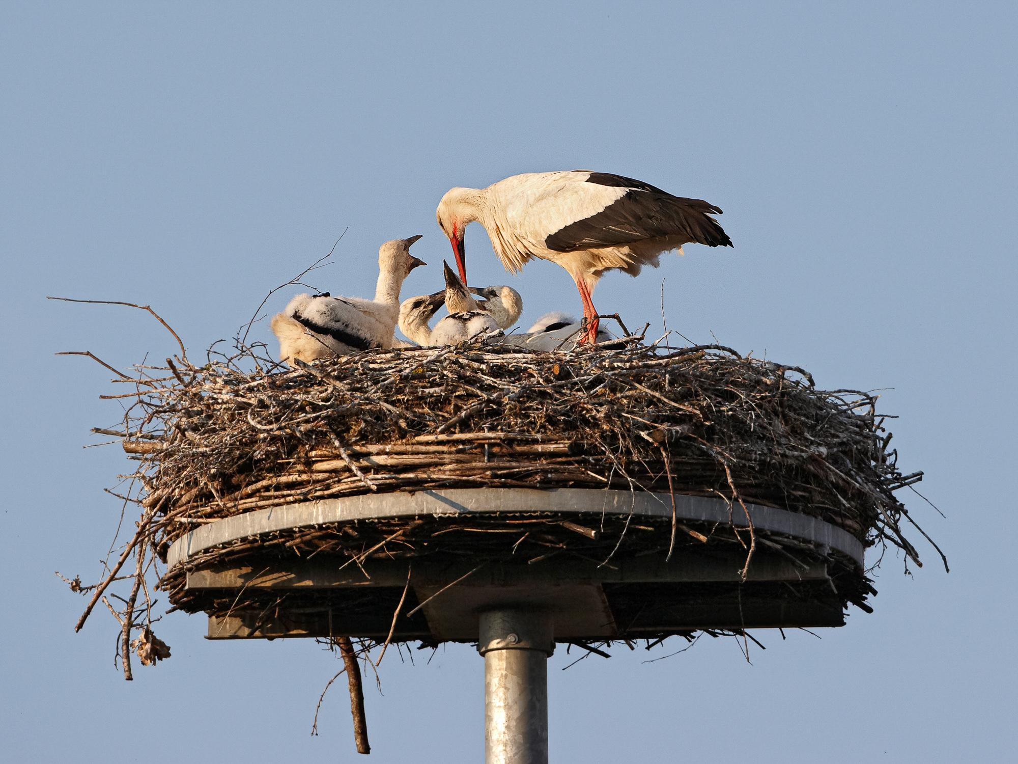 stork
