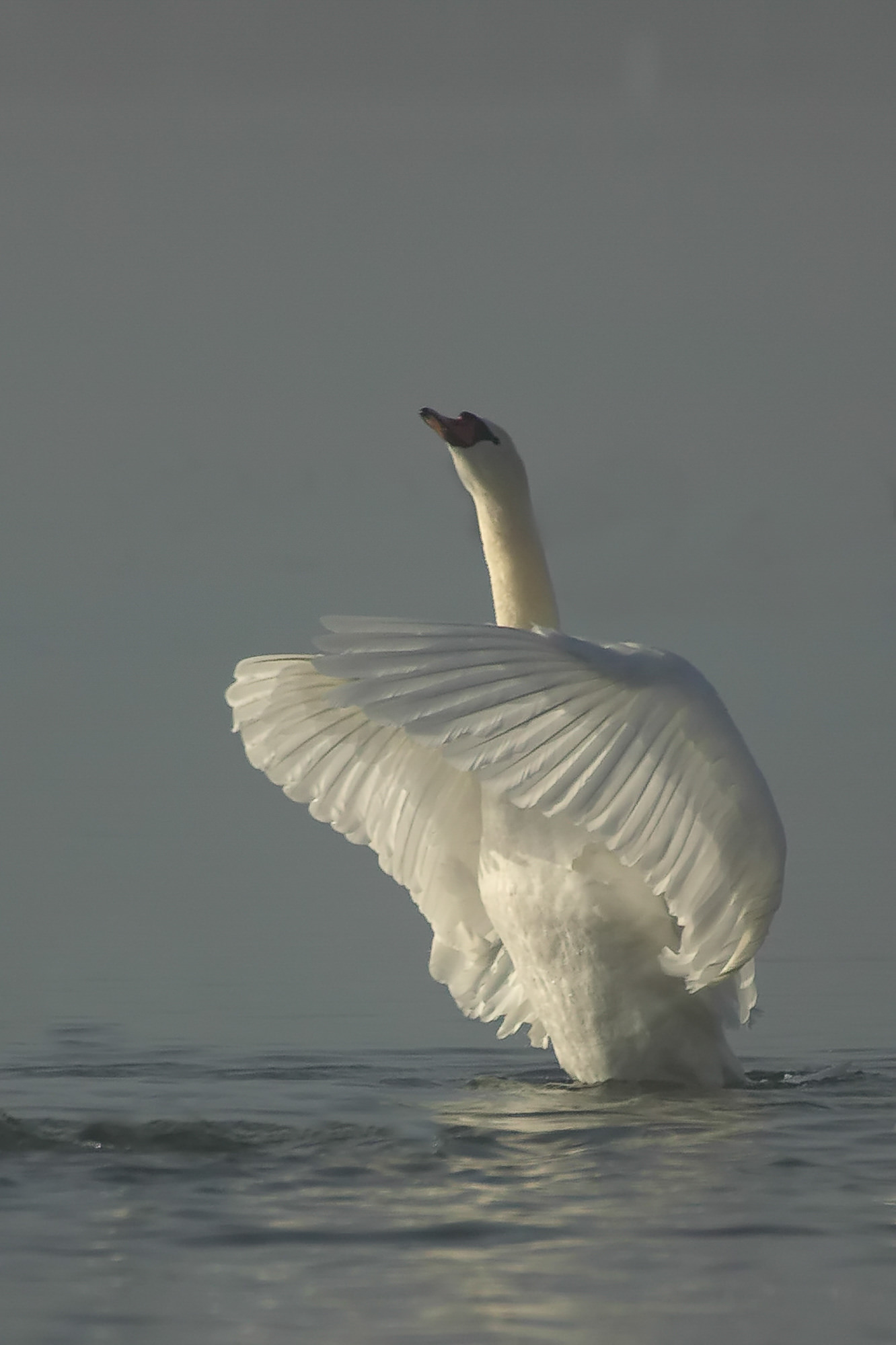 swan