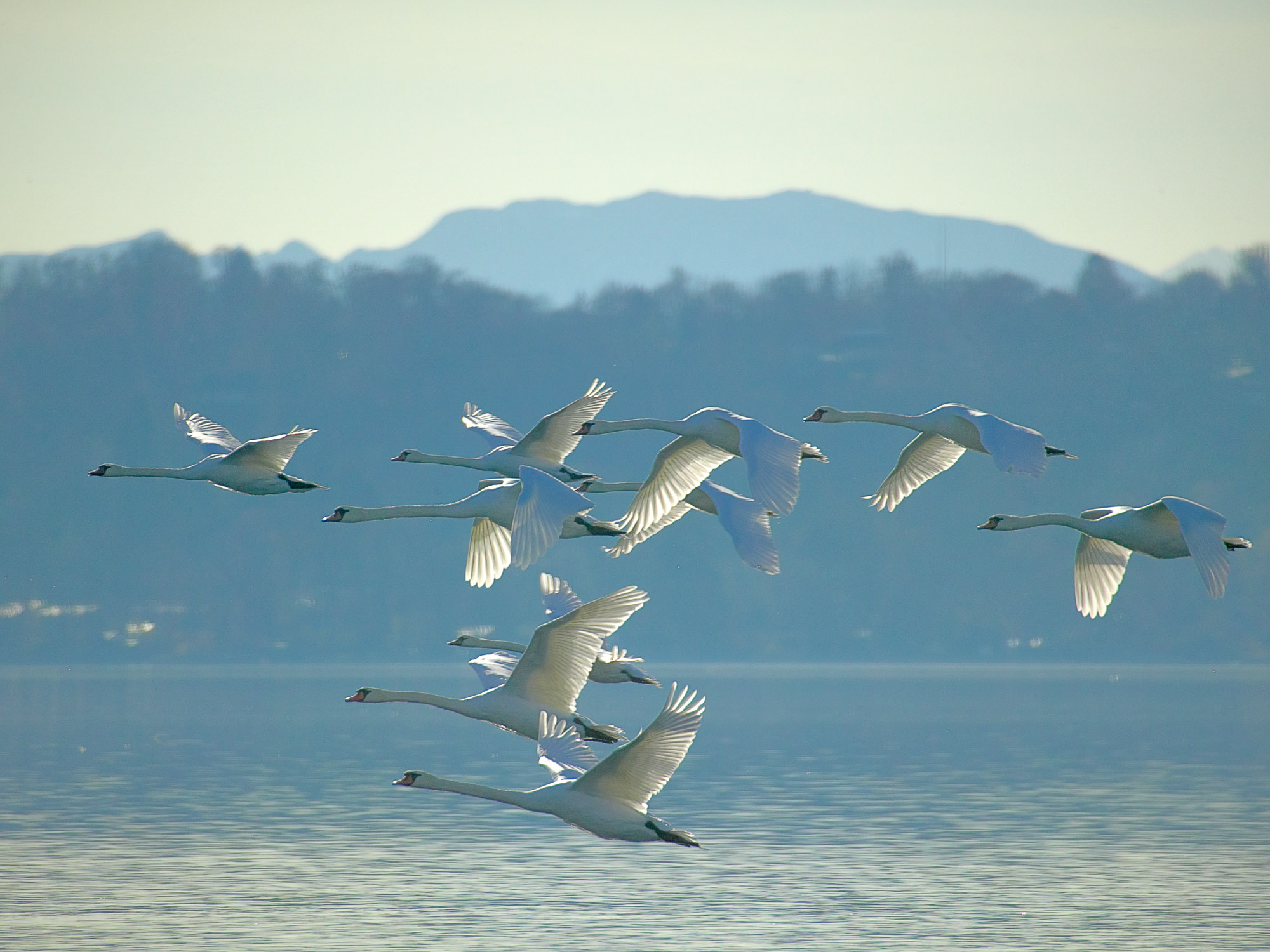 flying swans