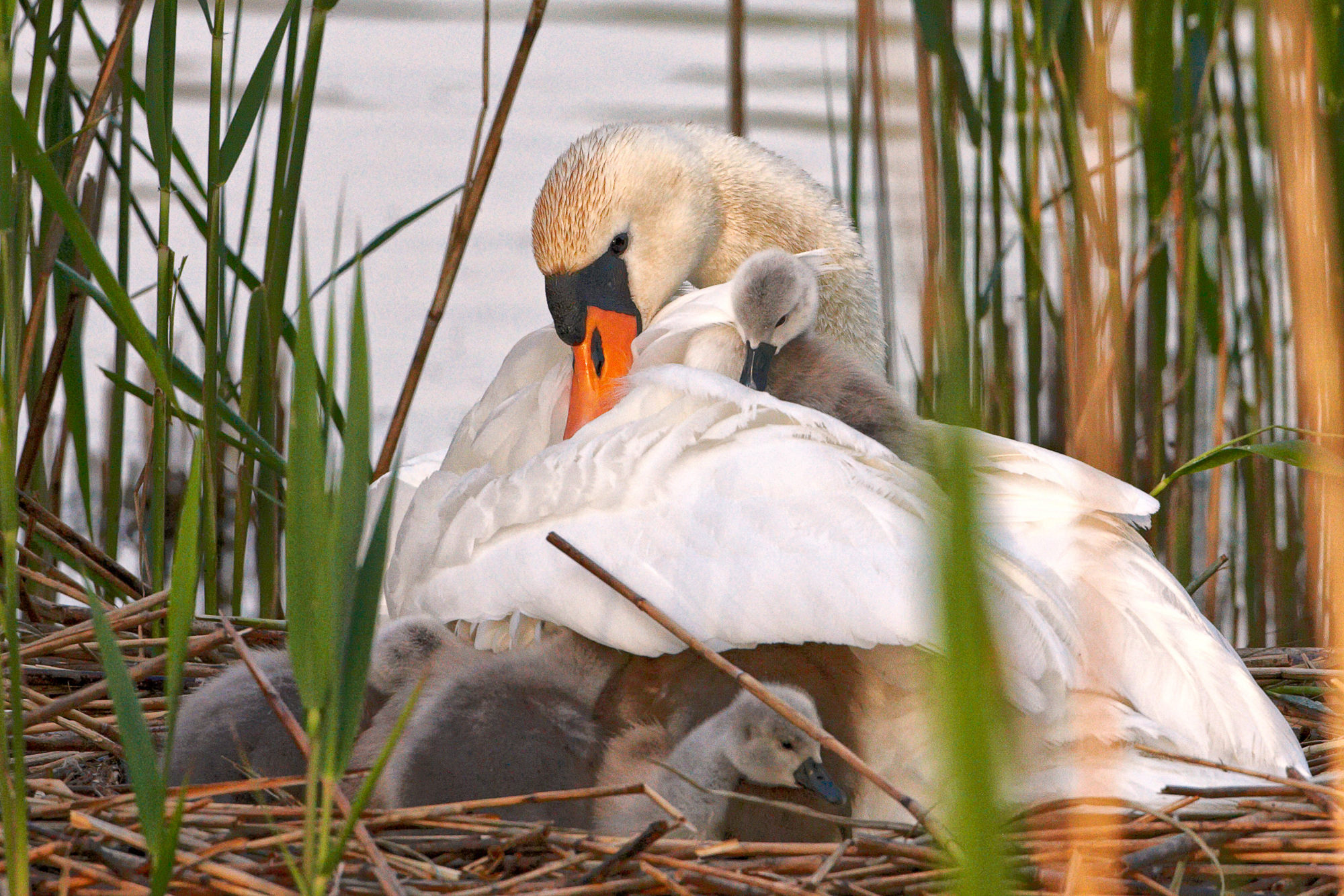 swan nest in thte reeds