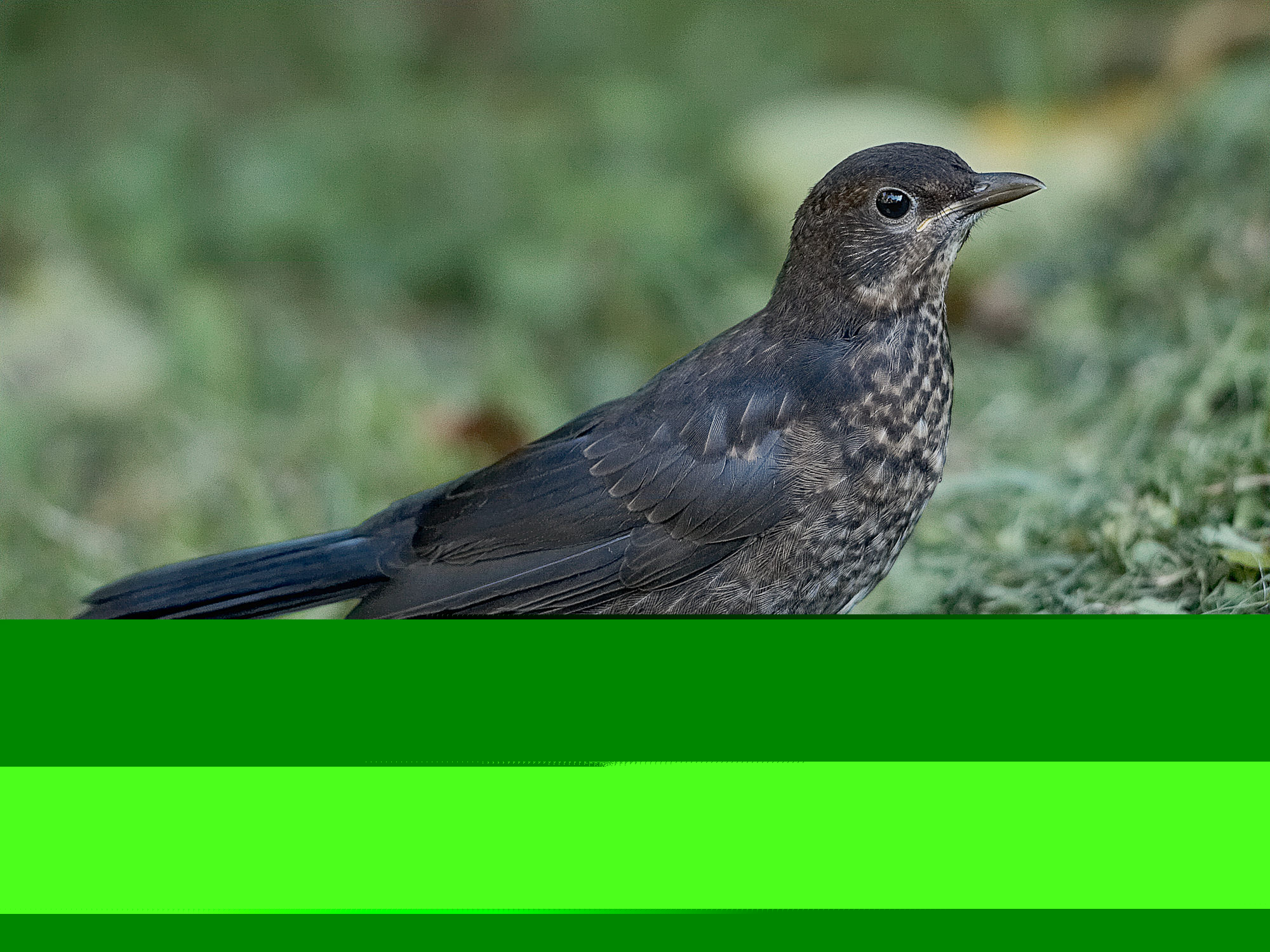 Thrush