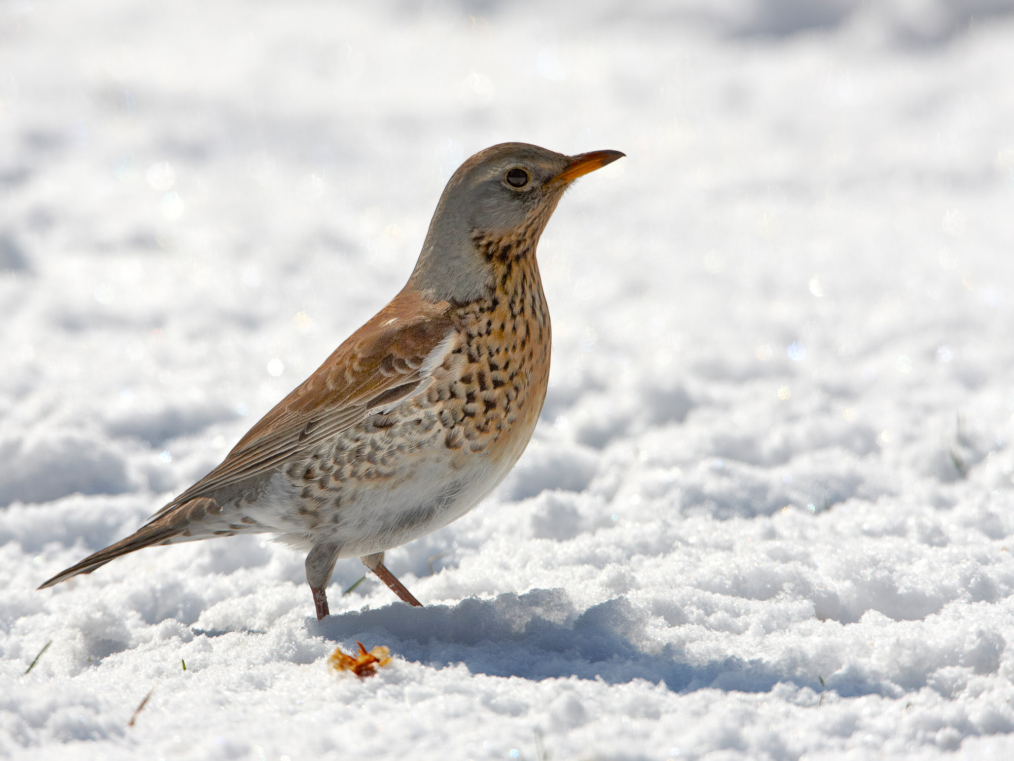 juniper thrush