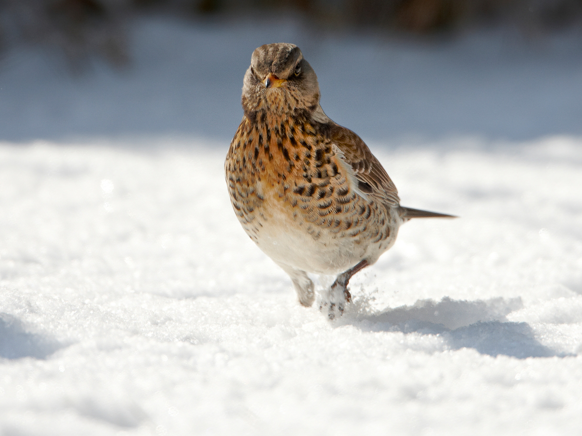 juniper thrush