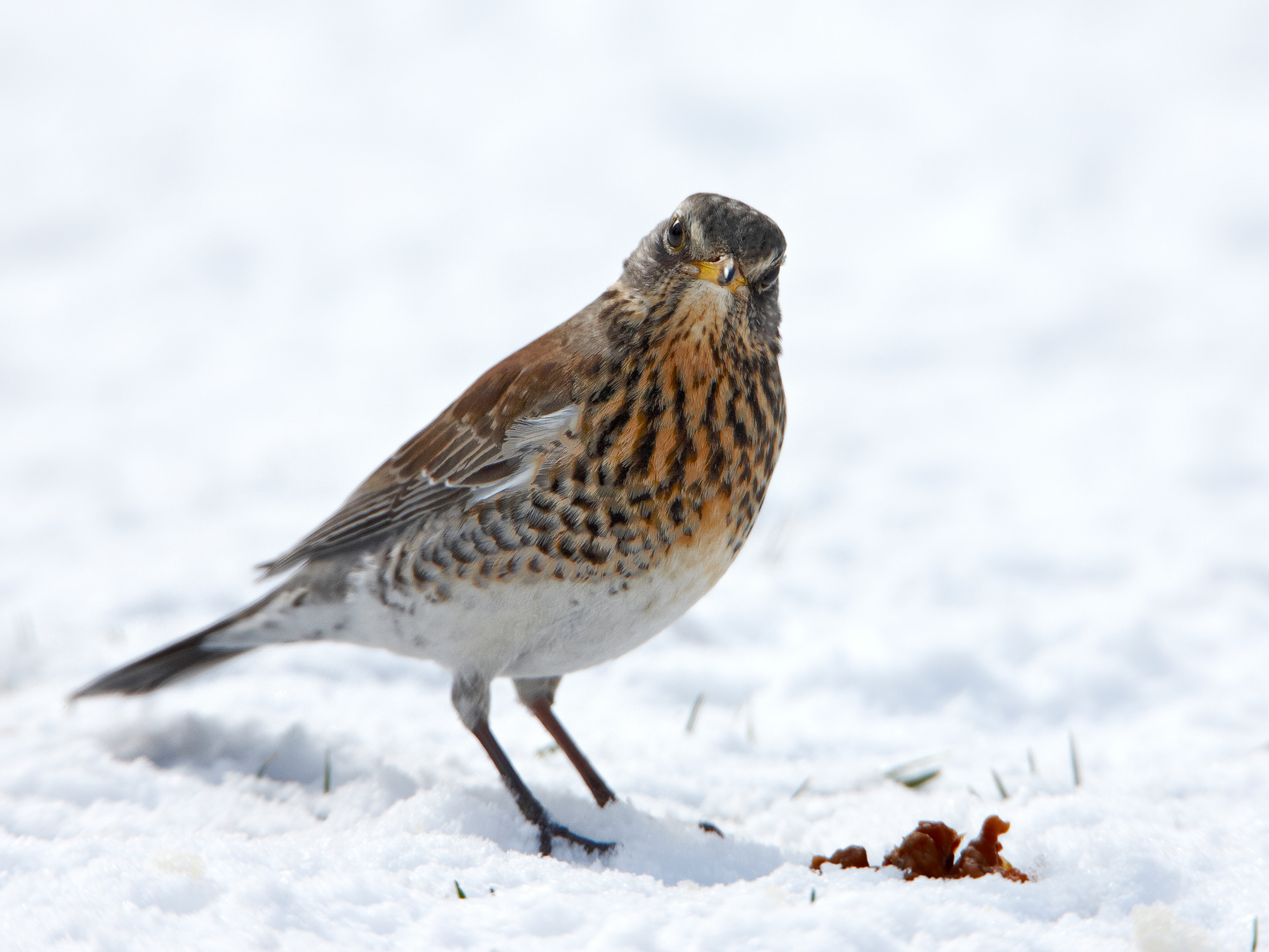 juniper thrush