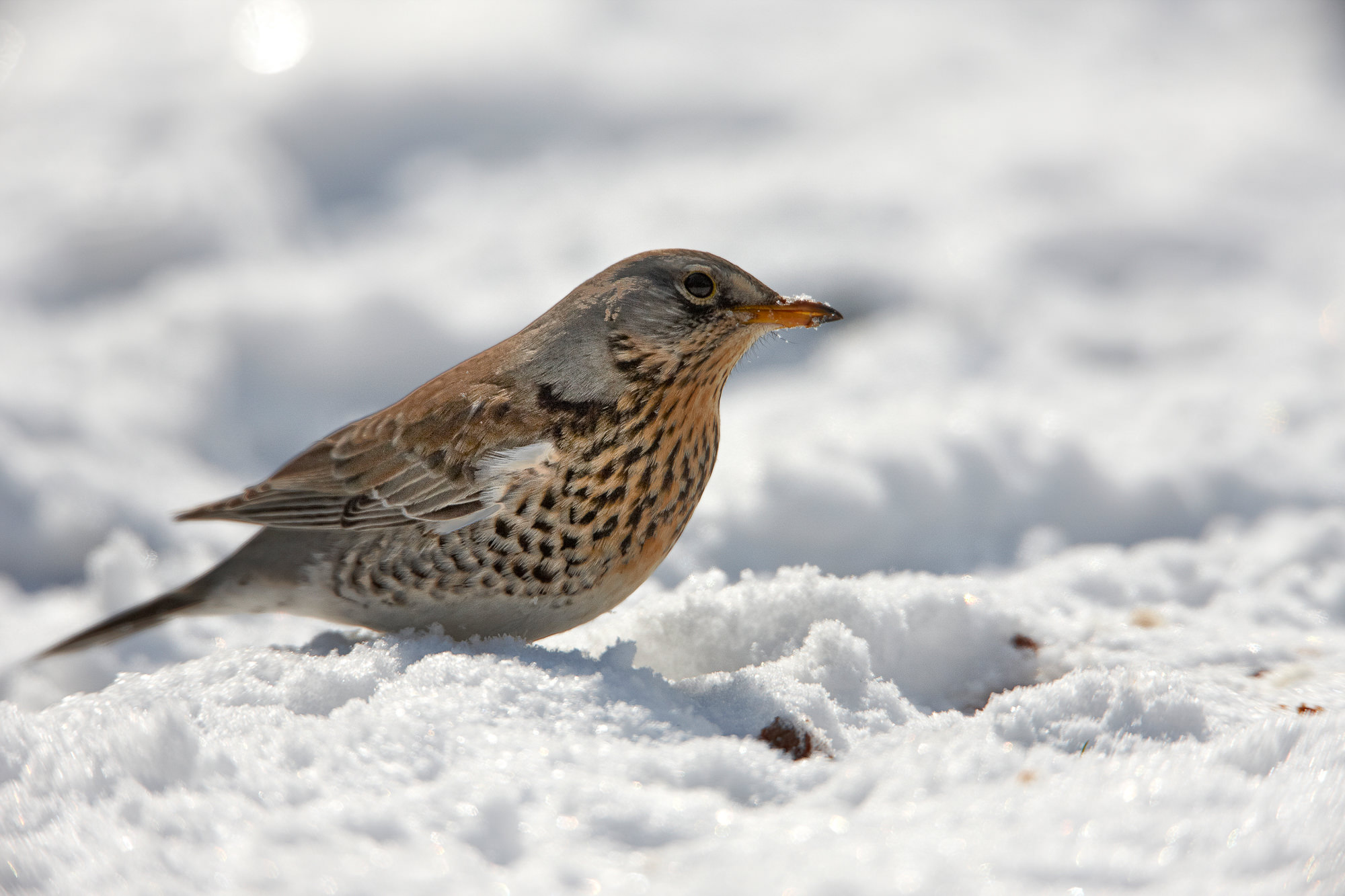 juniper thrush