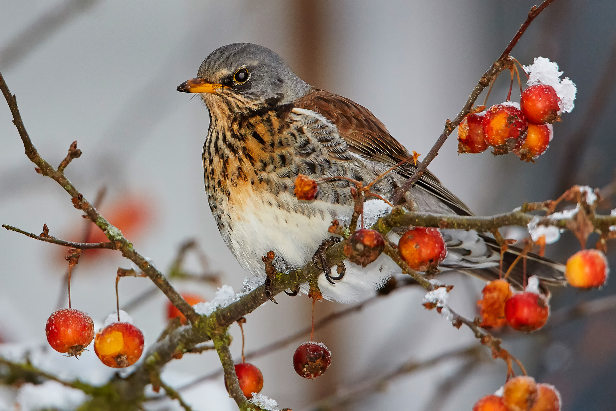 juniper thrush