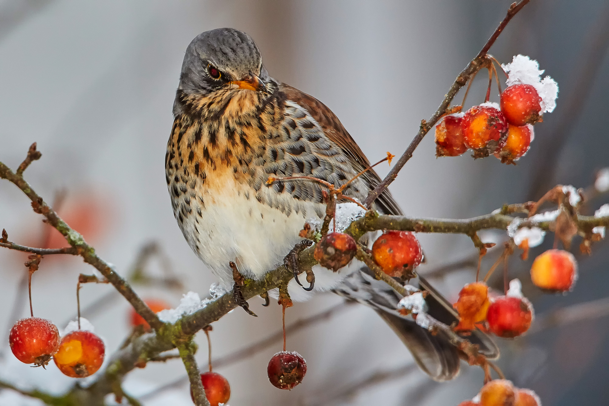 juniper thrush