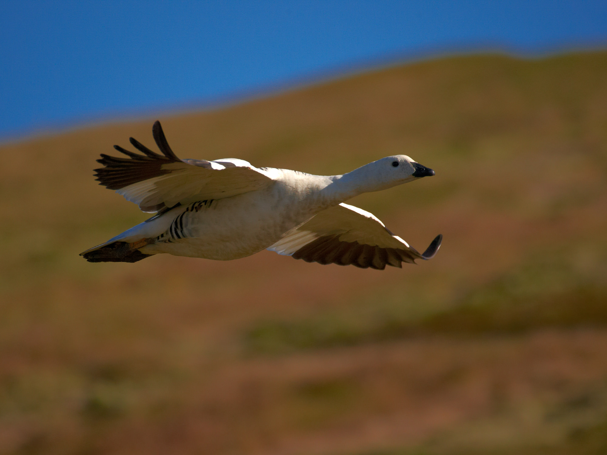 Upland Goose
