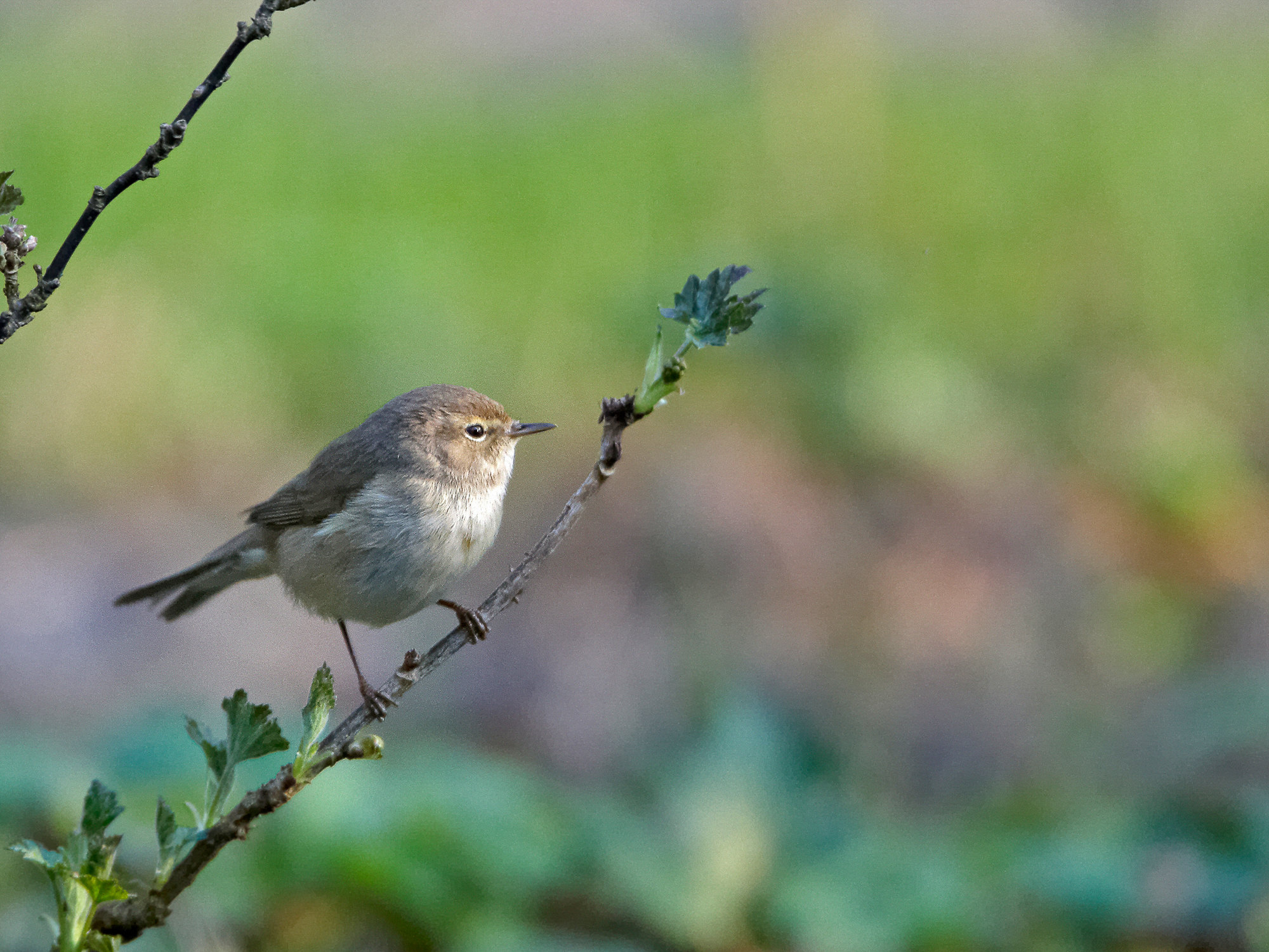 Warbler