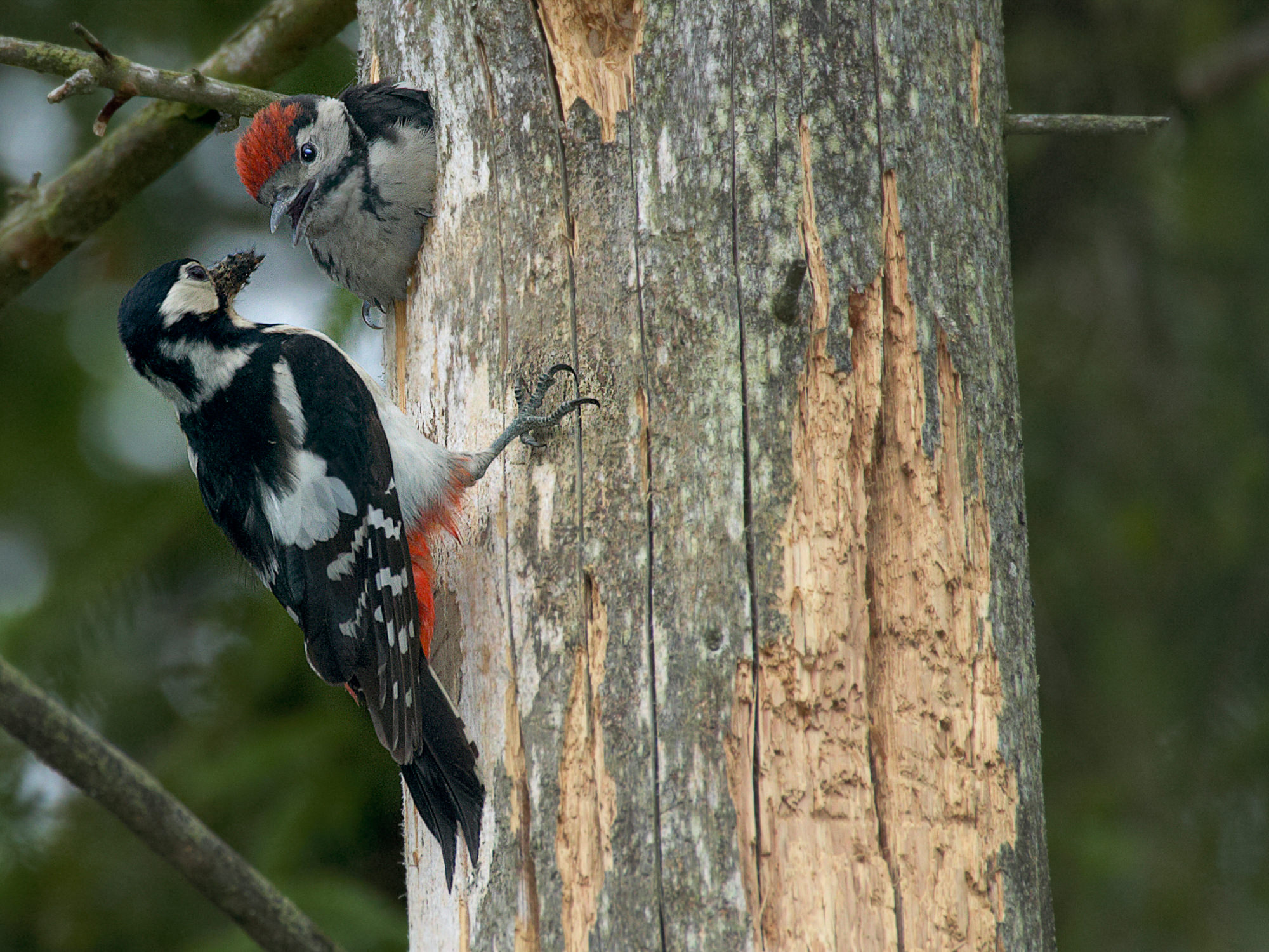 butch woodpecker