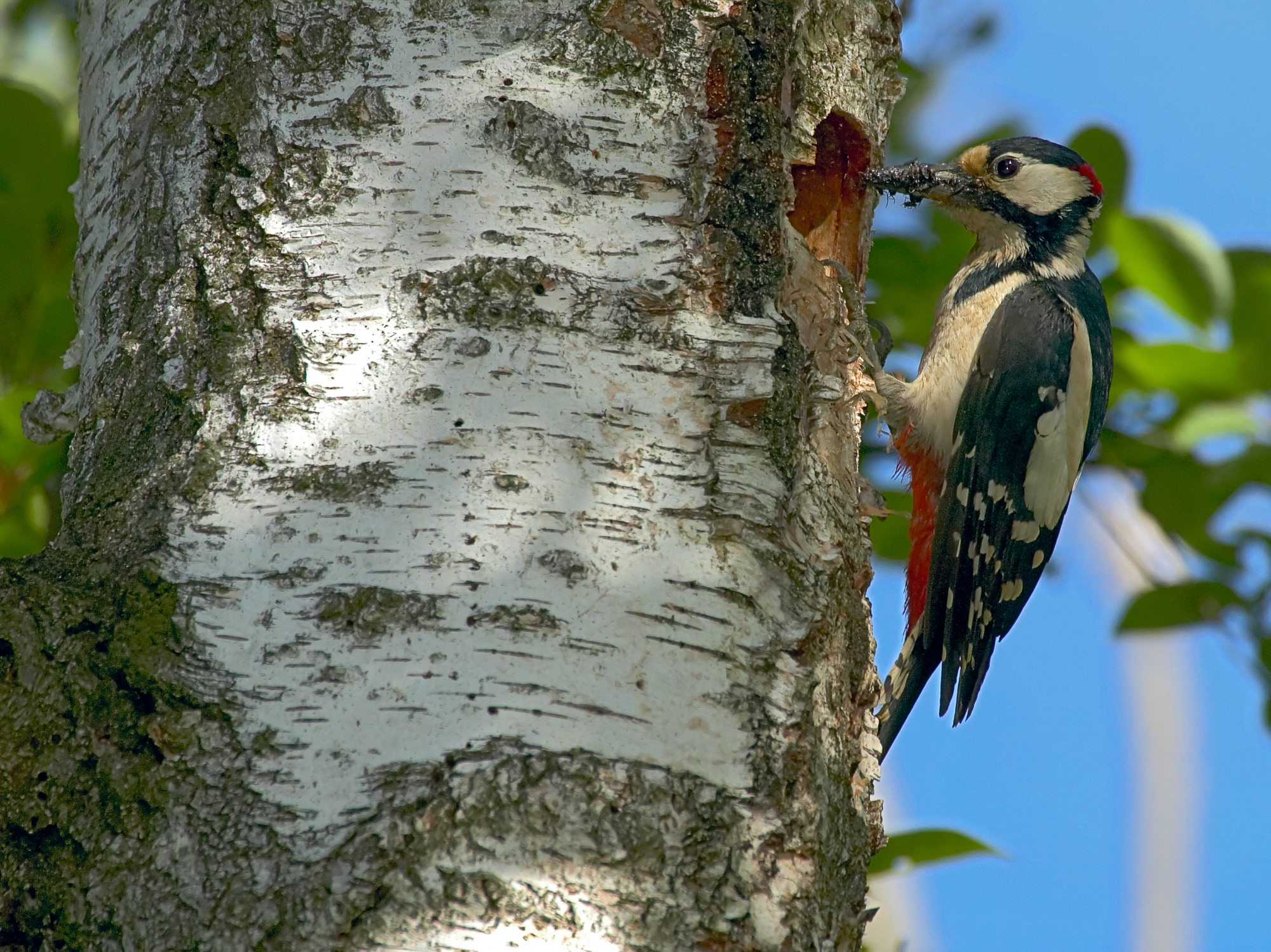 butch woodpecker