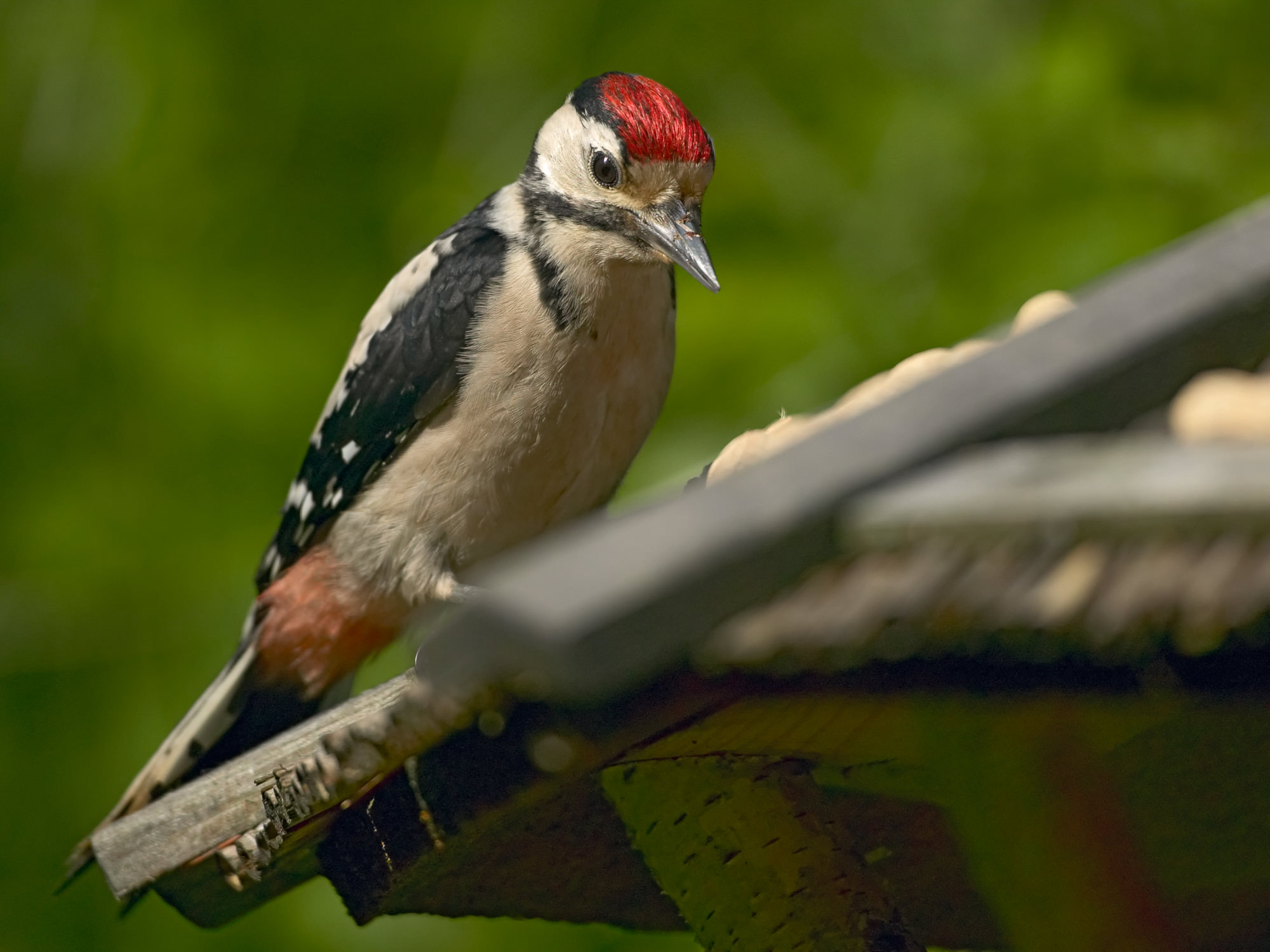 butch woodpecker