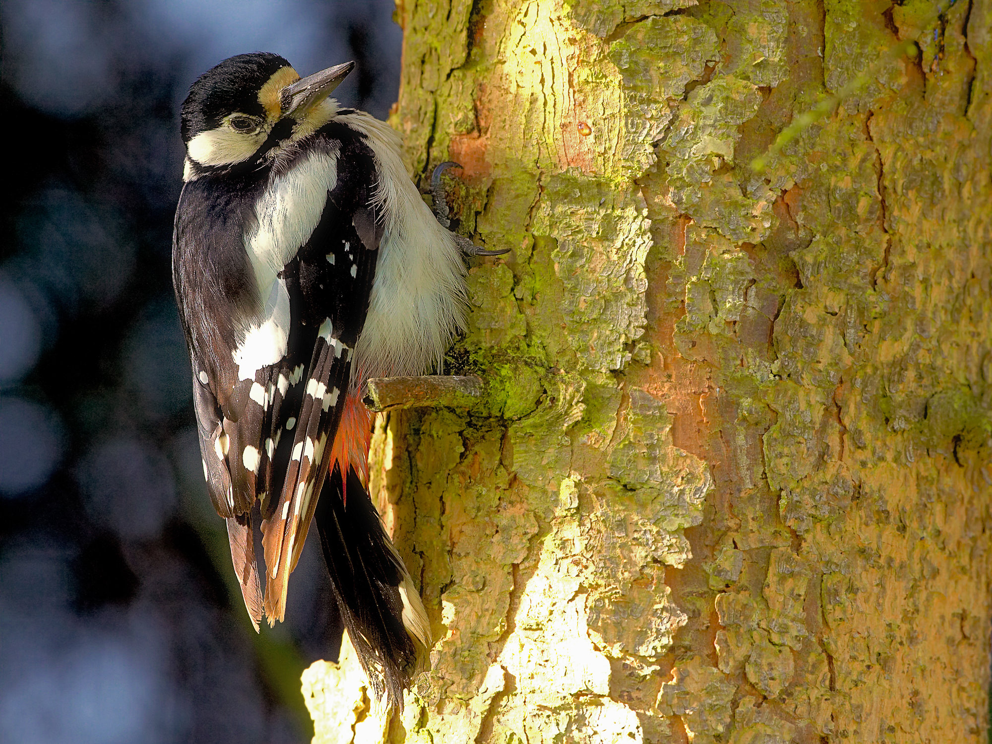 butch woodpecker