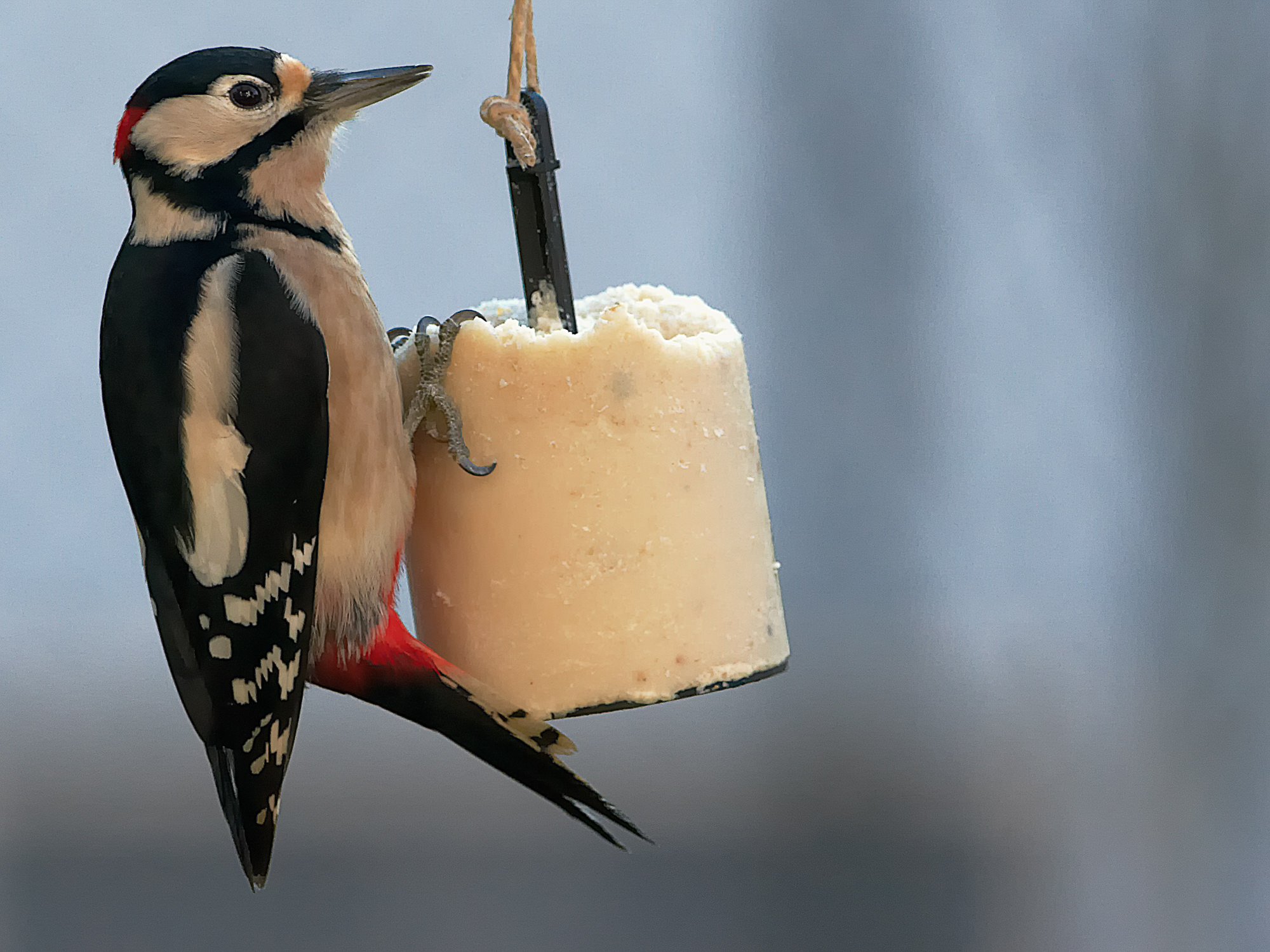 butch woodpecker