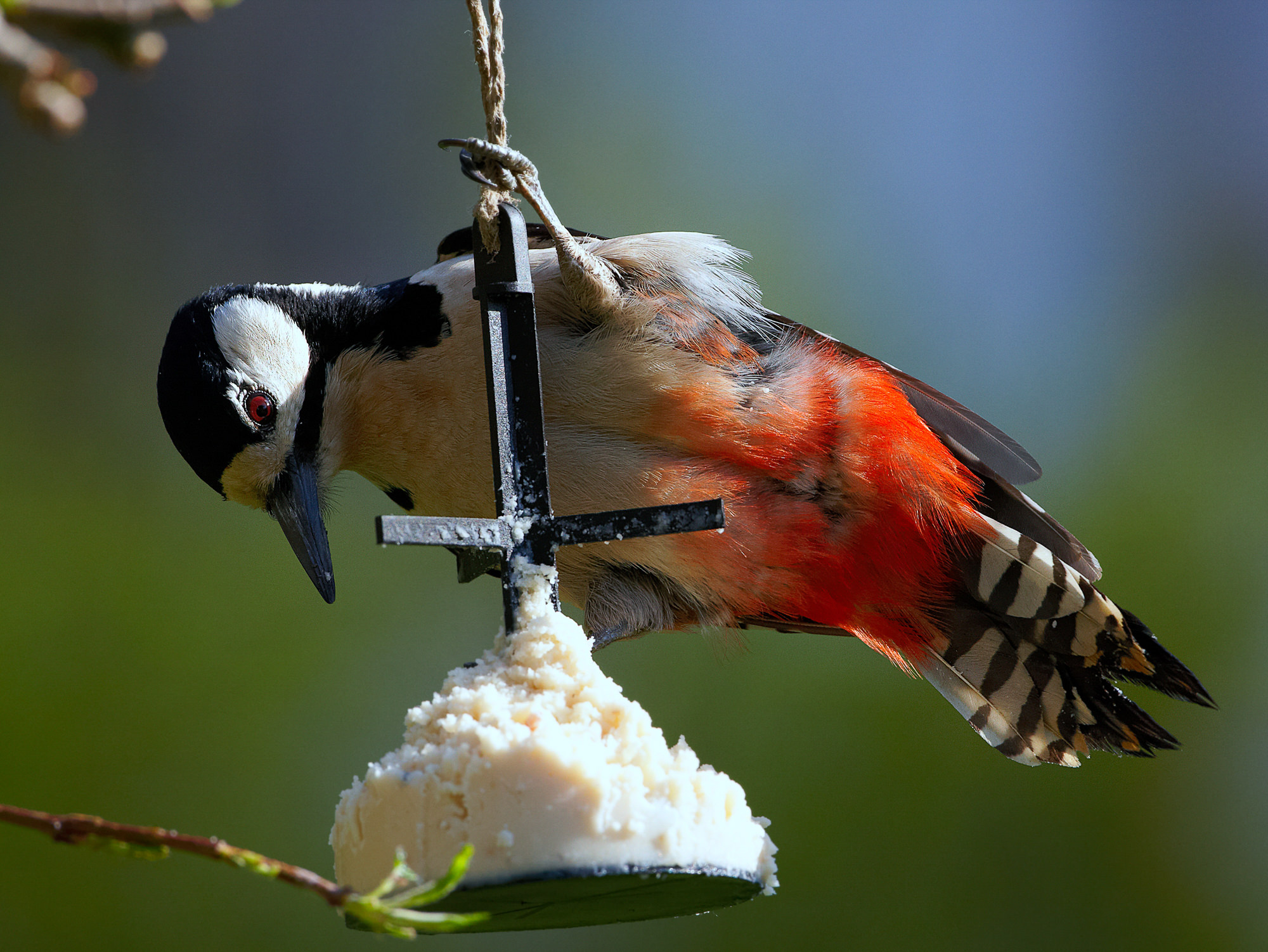 butch woodpecker