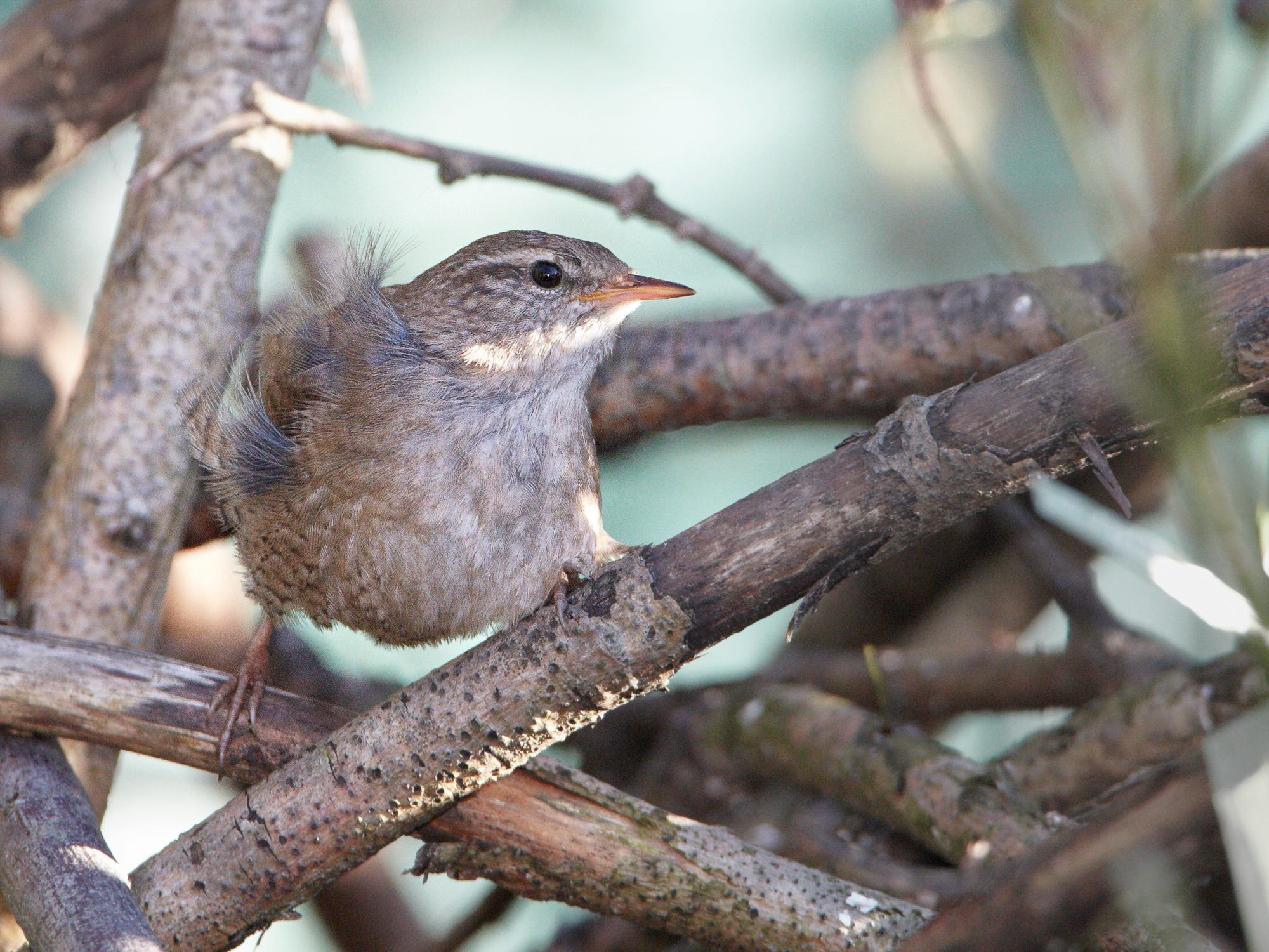 wren